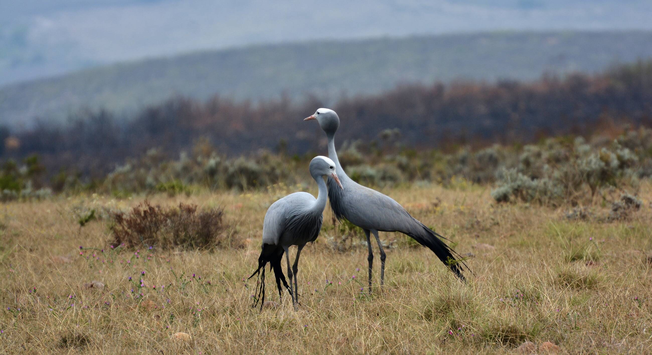 The lifelong bond between a male and female Blue Crane (South Africa's national bird)