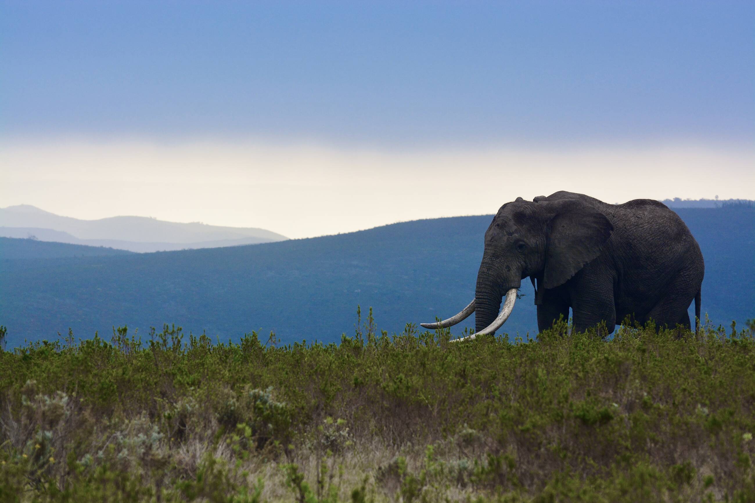 Bully (largest male in gondwana) cruises above the valley at dusk