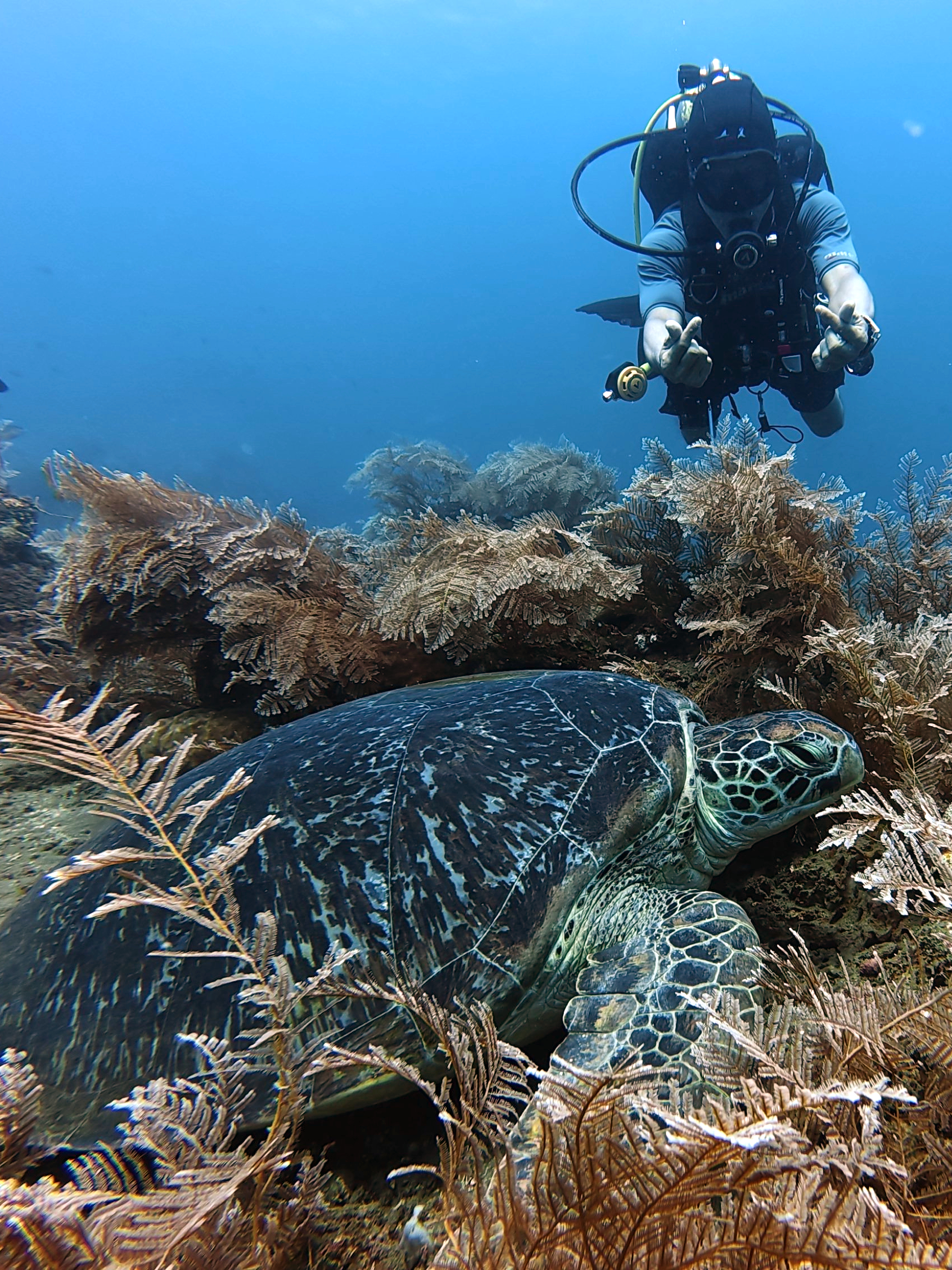 Lickle Turtle with Divemaster Noel
