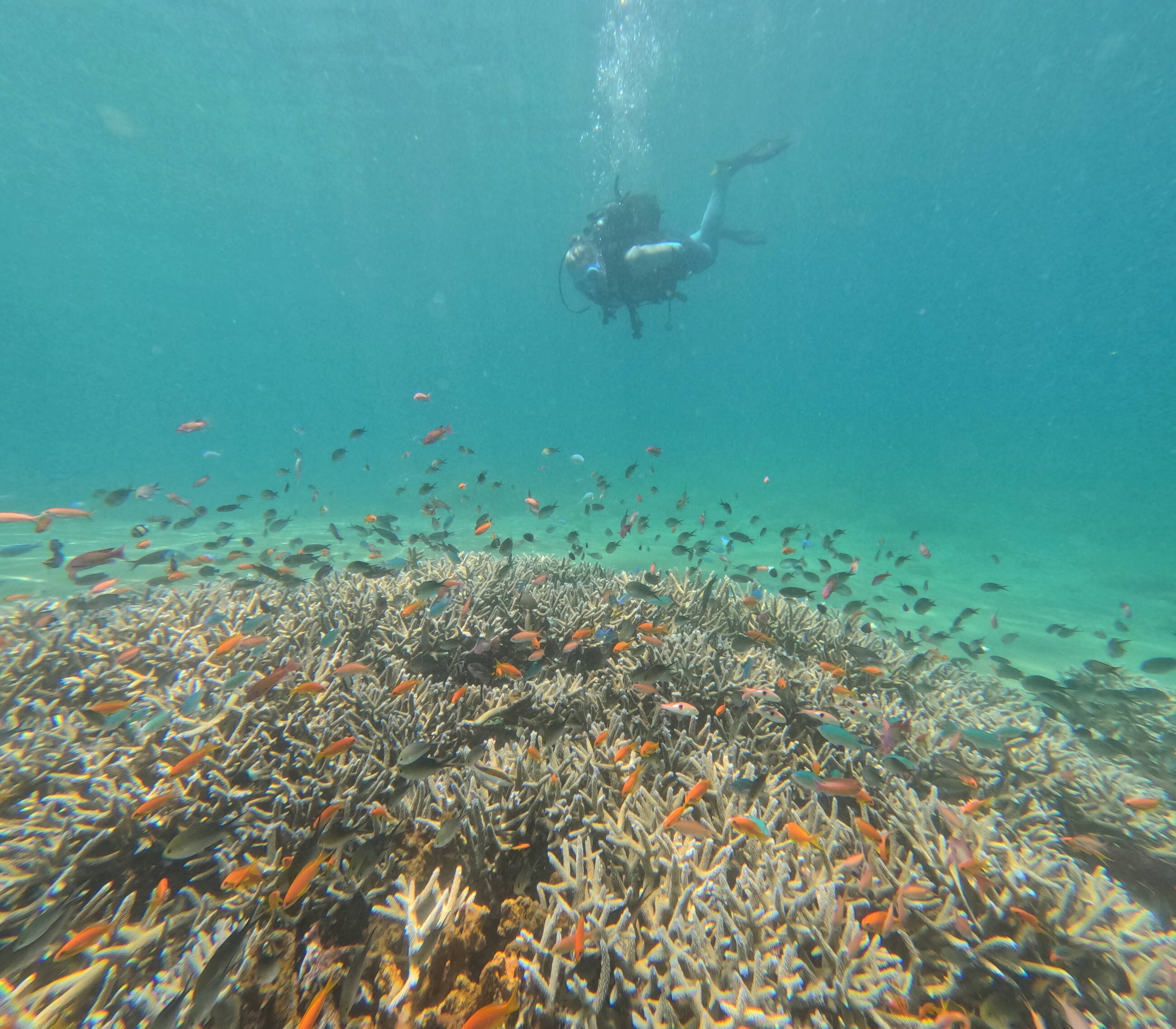 Impressive coral reef and fish in the marine park