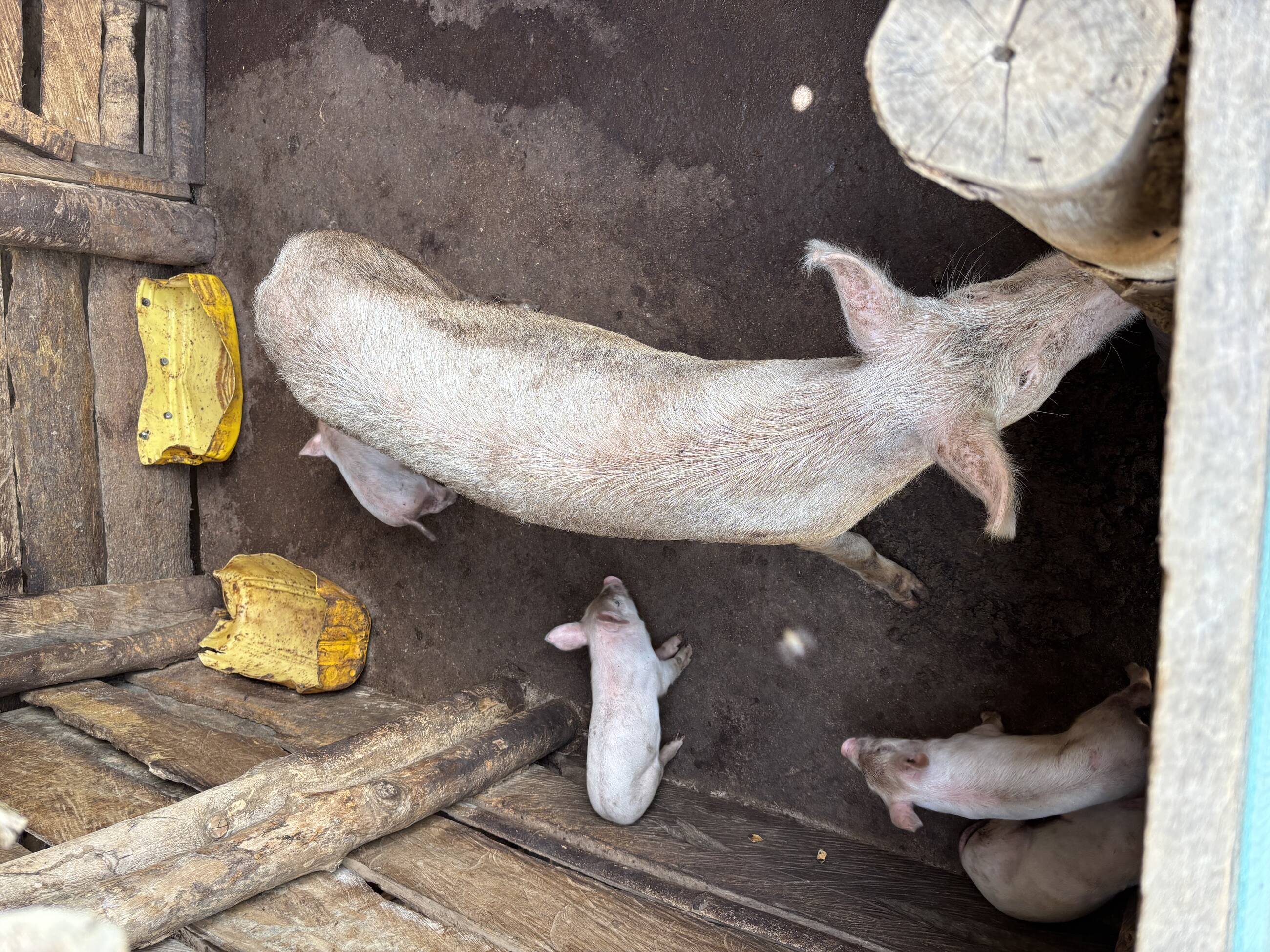 Farm with pigs