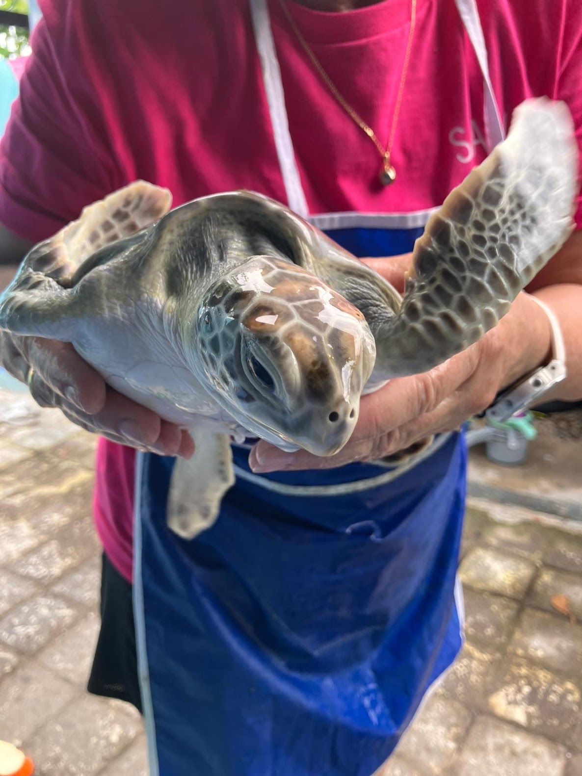 Love for Turtles