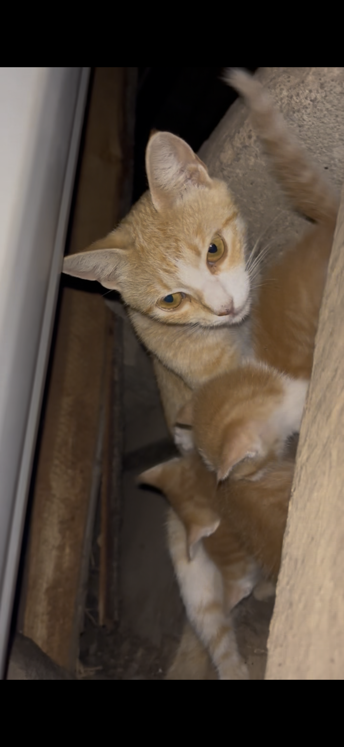 Our volunteer house cat with her babies
