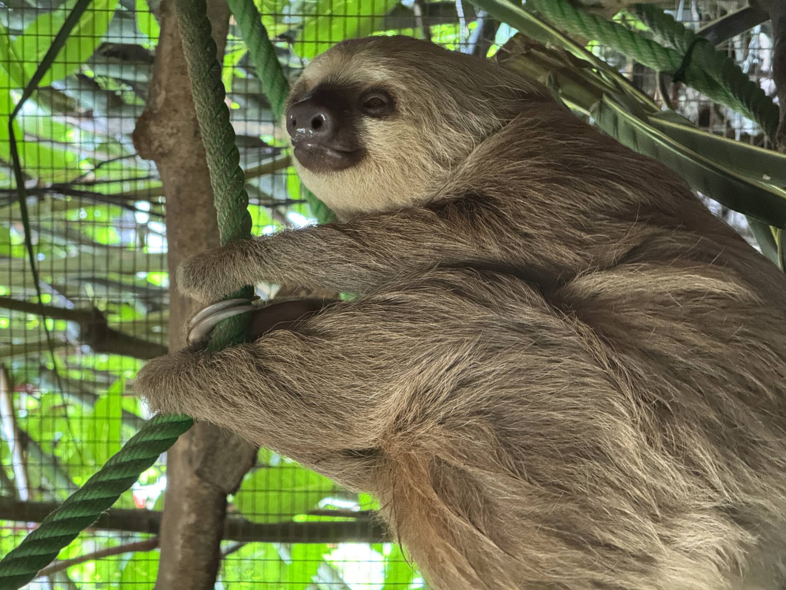 Visiting a local wildlife rehabilitation center we were able to see sloths, monkeys, macaws, and more