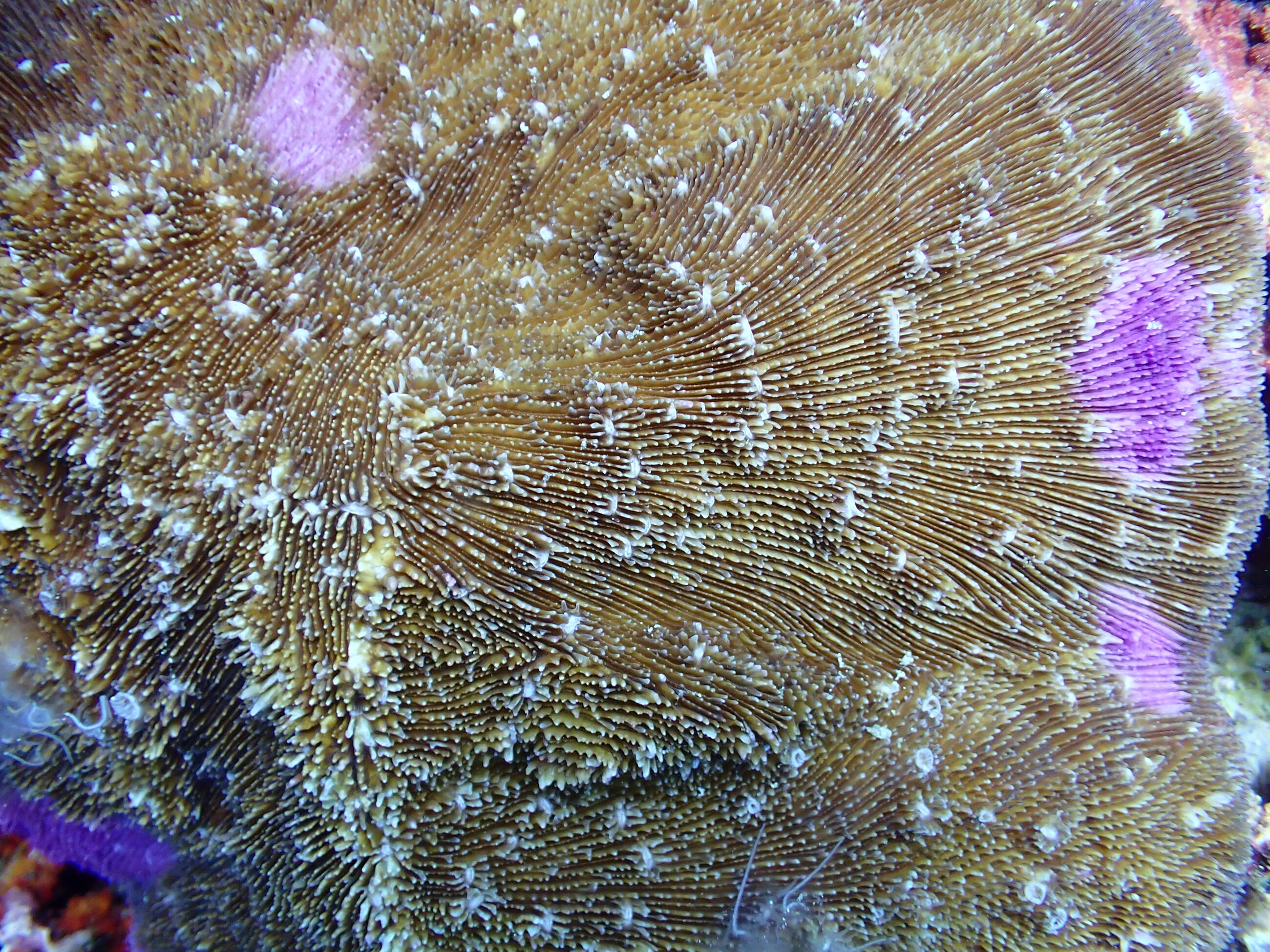 Mushroom coral 
