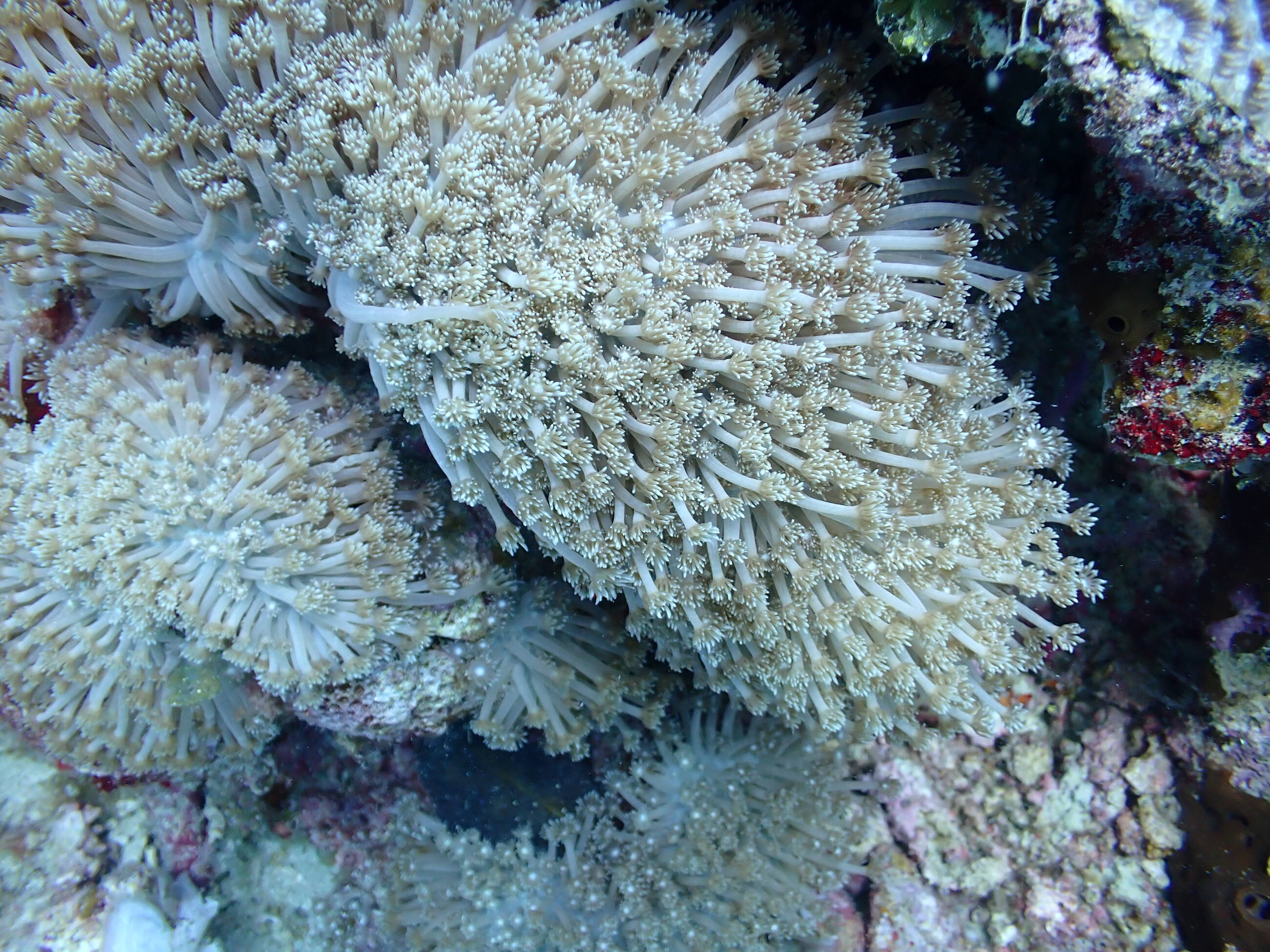 soft coral
