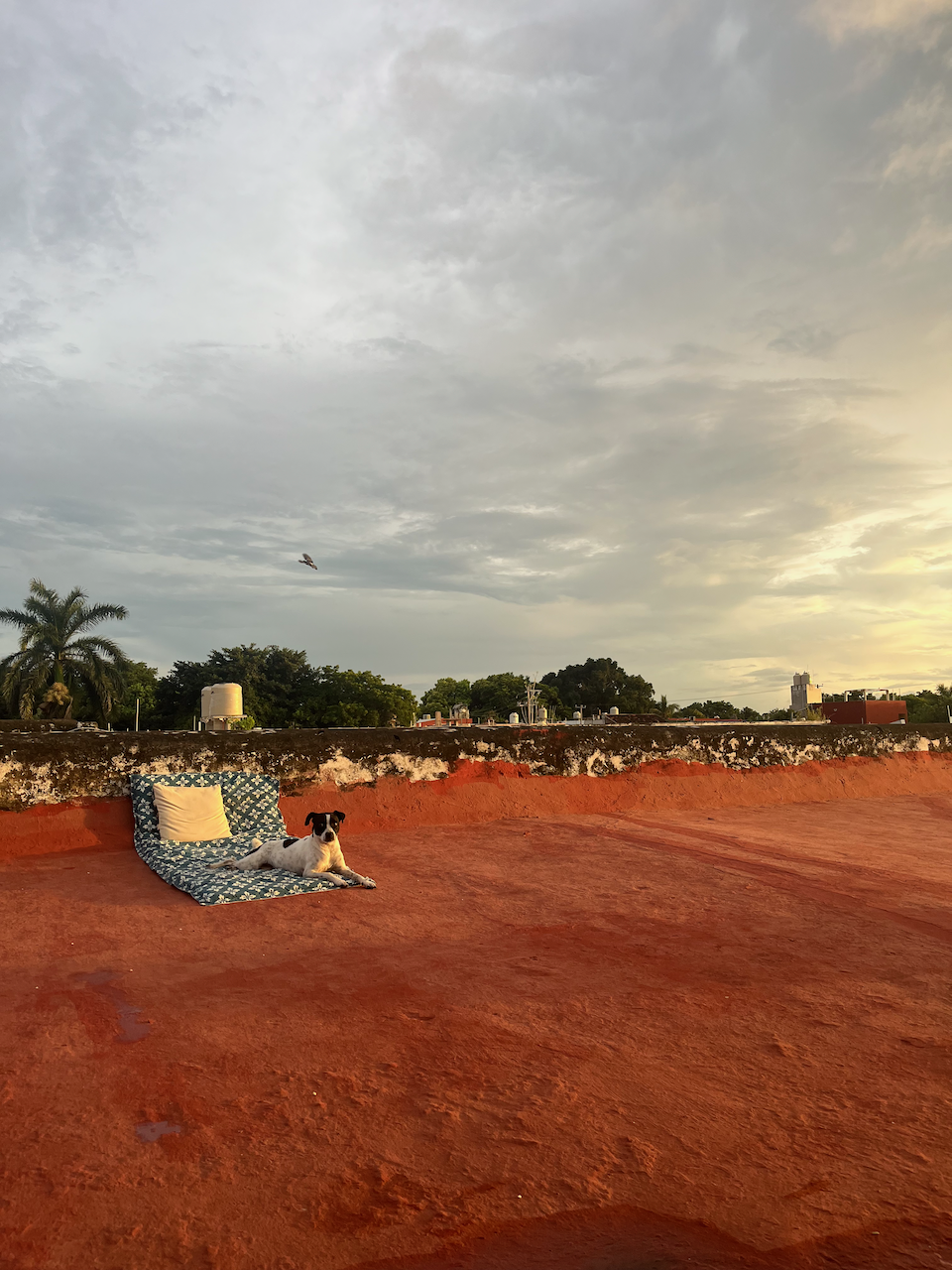Rooftop sunsets made for great journaling weather