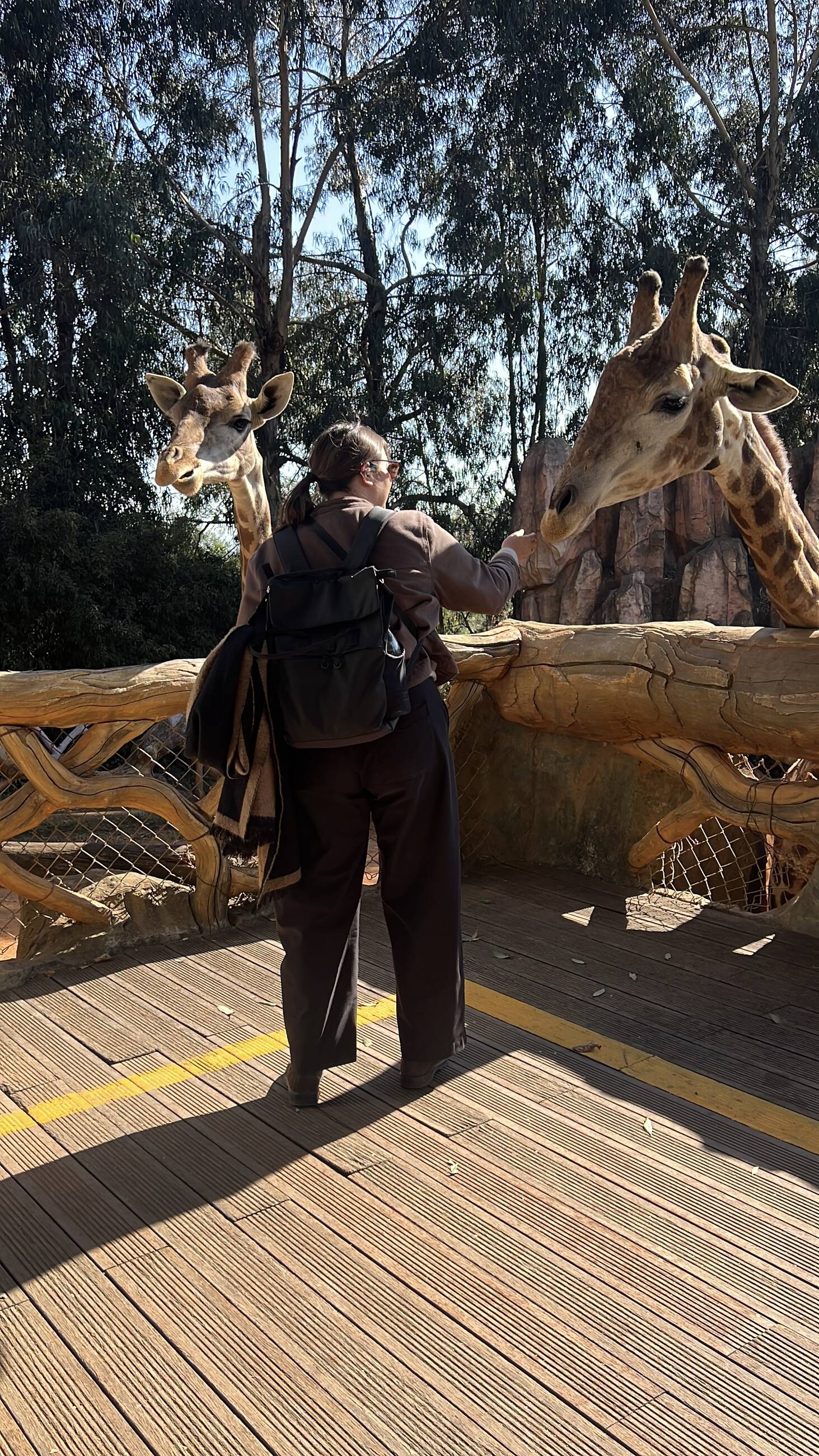 Con le giraffe allo Zoo di Kunming 
