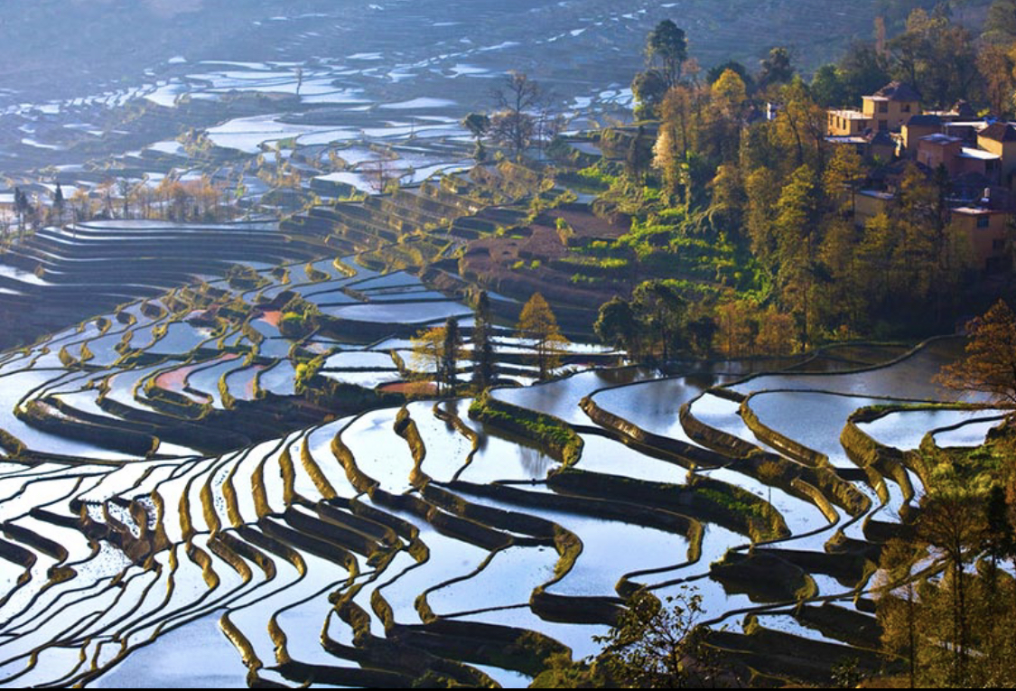 Terraced fields