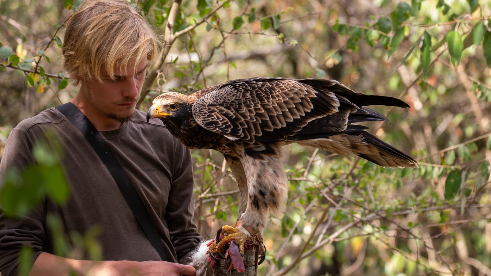 Me holding a juvenile Verreaux's Eagle