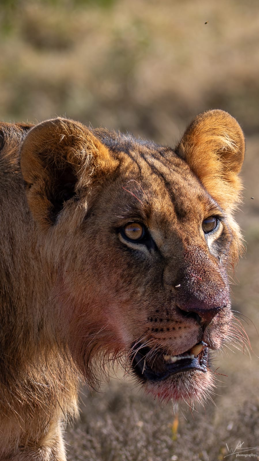 My first ever lion at Soysambu!