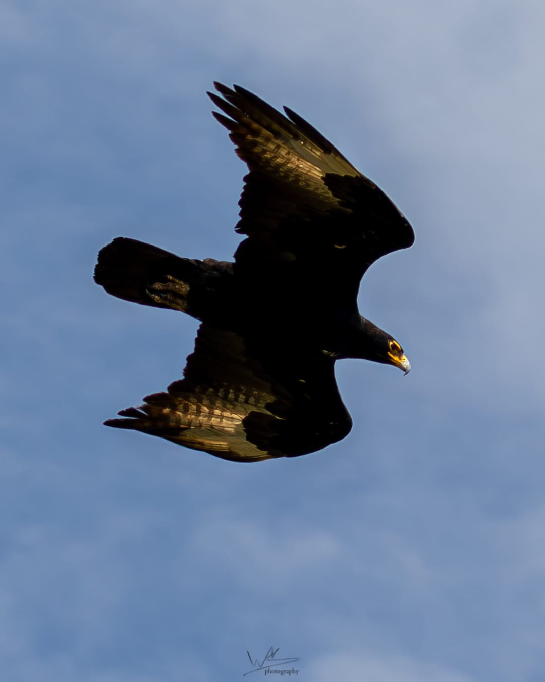Verreaux's Eagle at Mount Longonot.