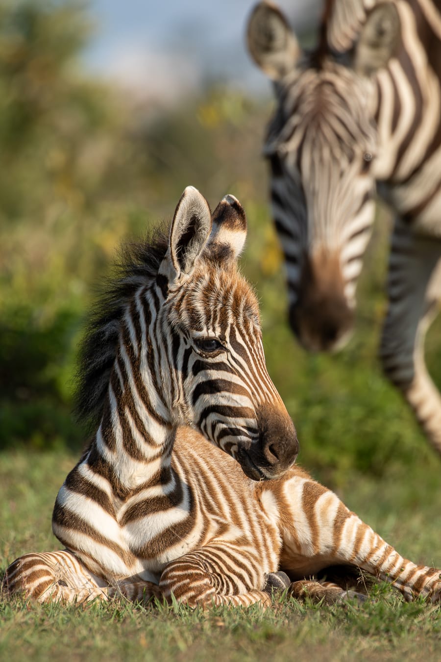 1 day old Zebra on the sanctuary