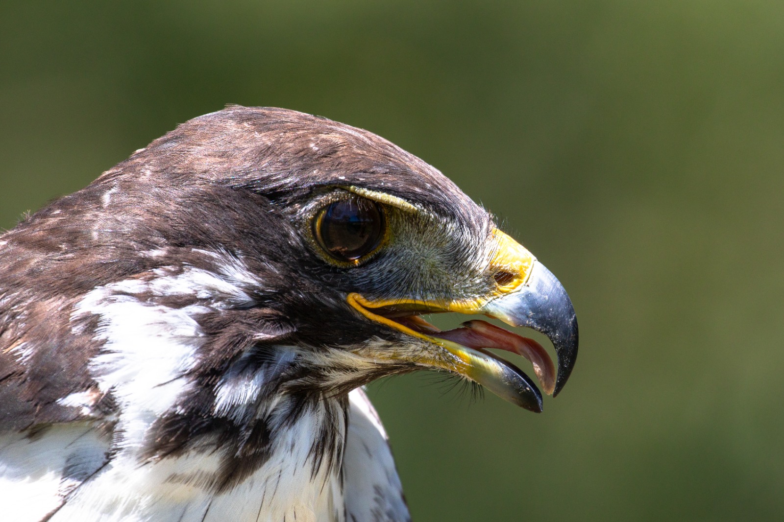 Augur Buzzard Headshot