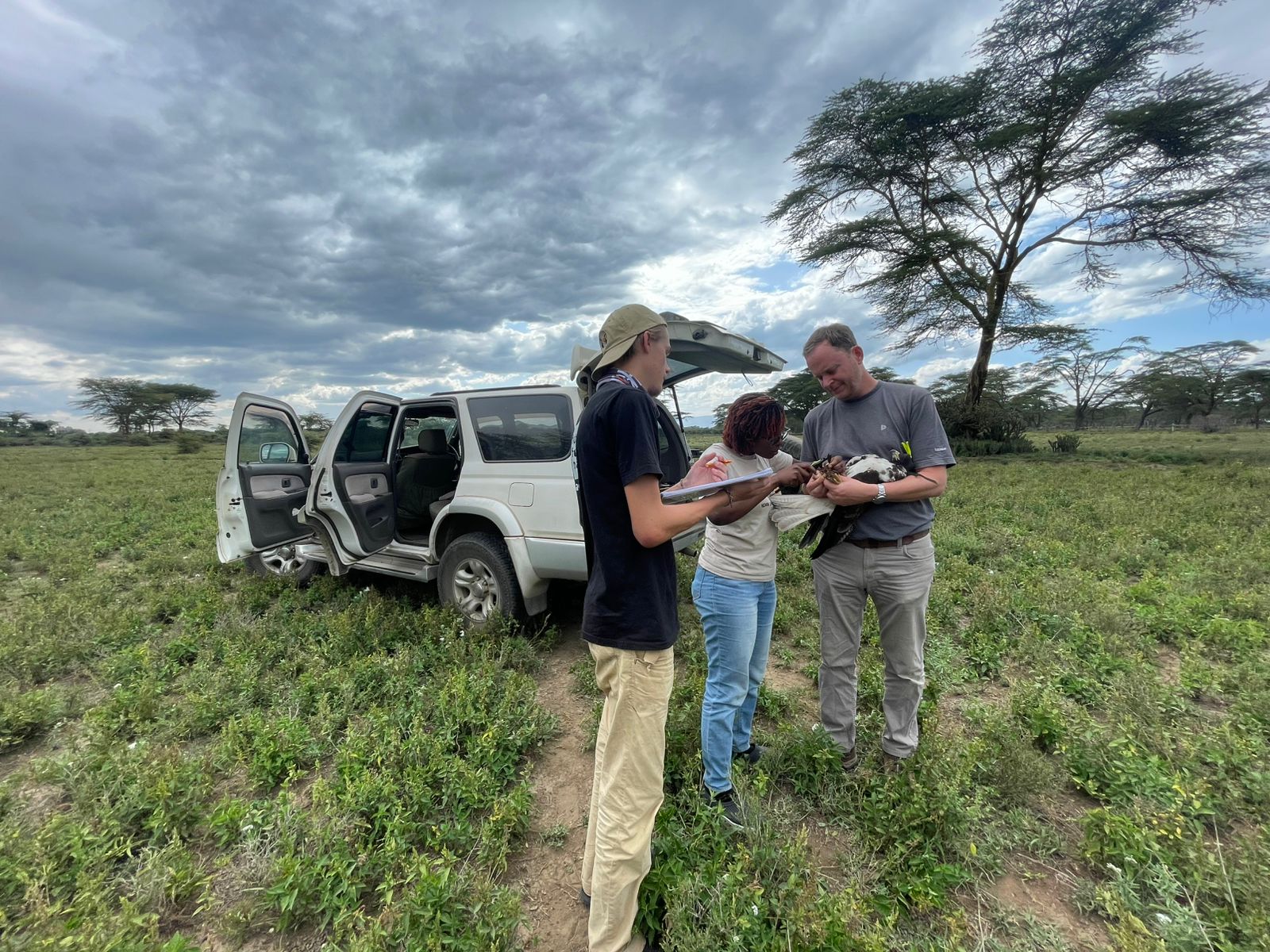 Augur trapping and tagging
