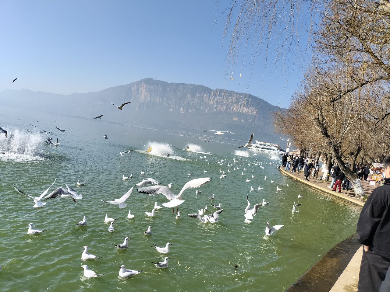Dianchi Lake seagulls