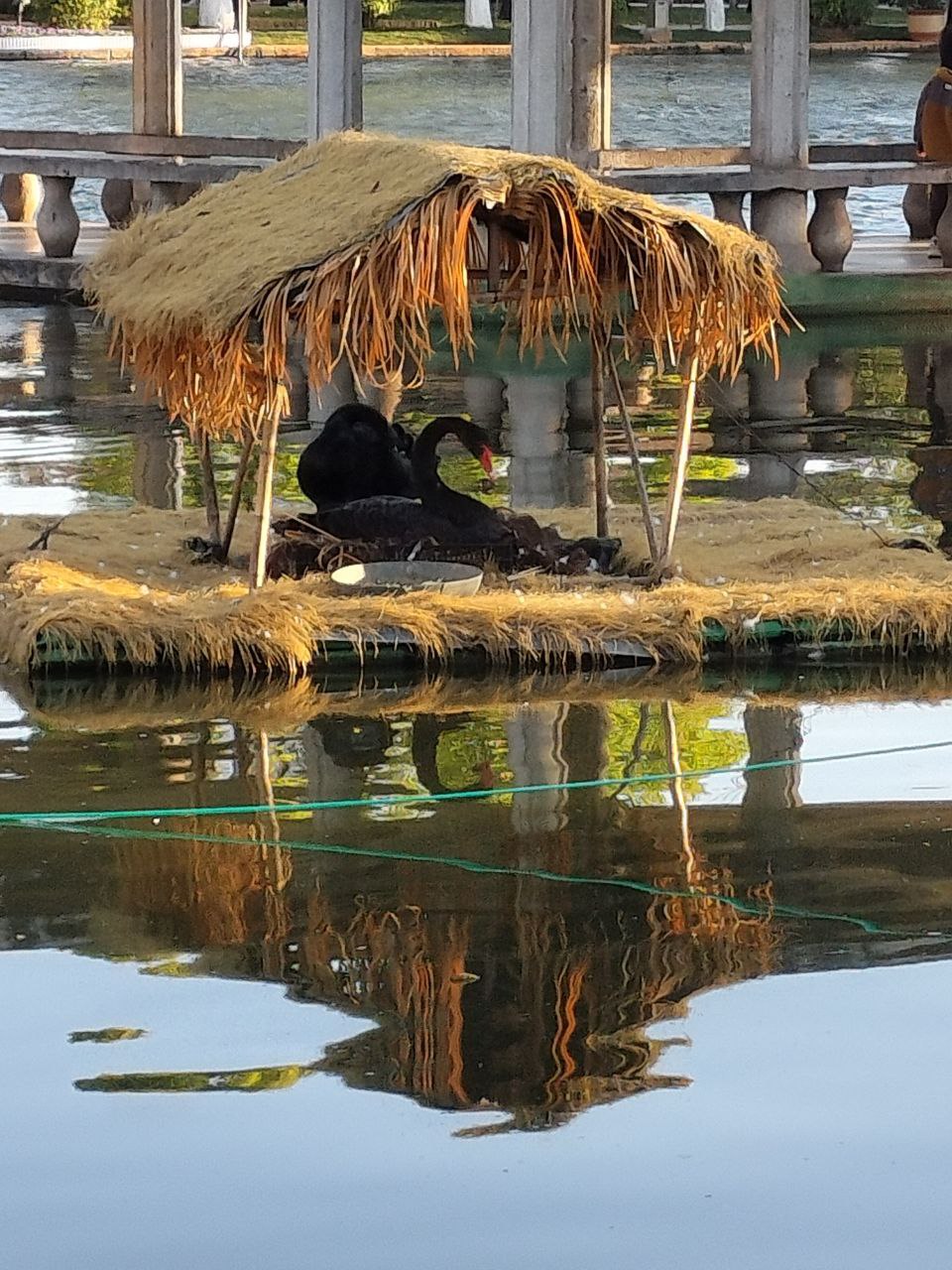 Resident Black Swans at Cui Hu