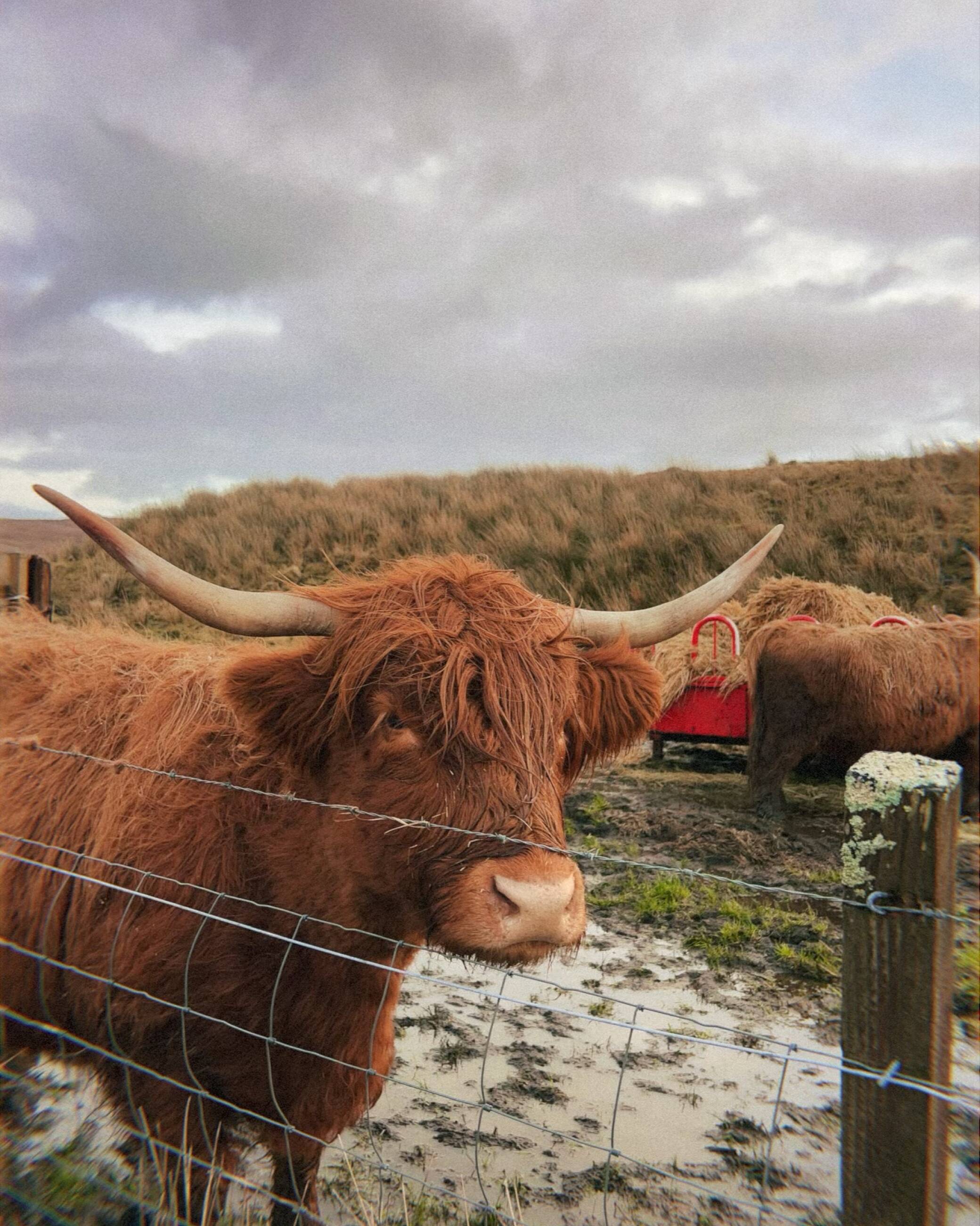 Scottish Highland Cow