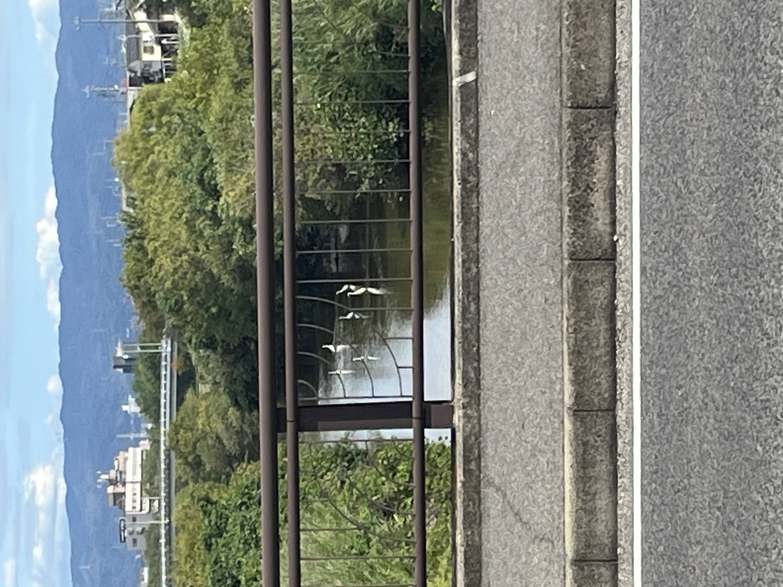 Every morning when walking to school I had to cross a river and got to see tons of beautiful animals from fish to cranes