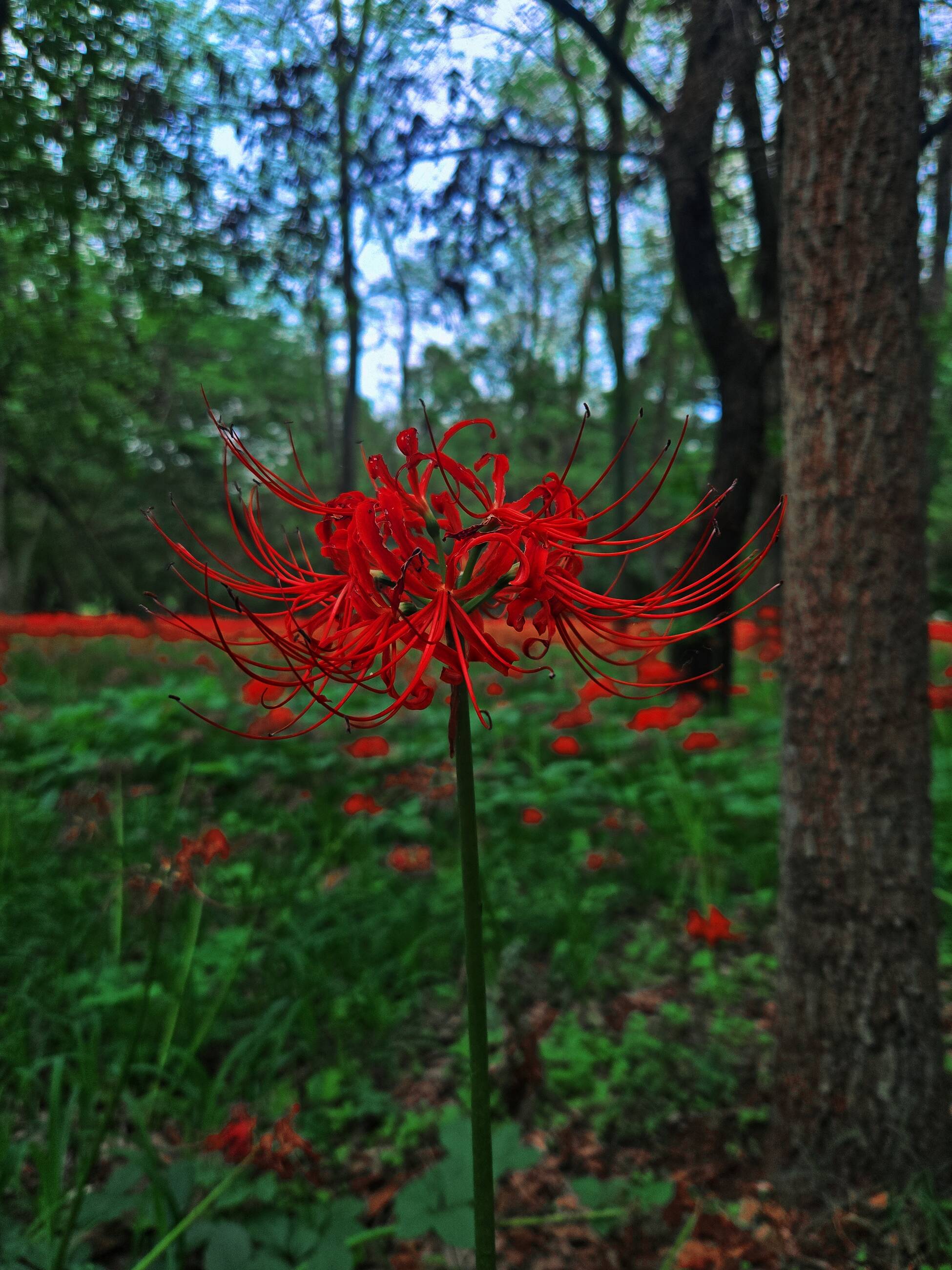 Spider Lily
