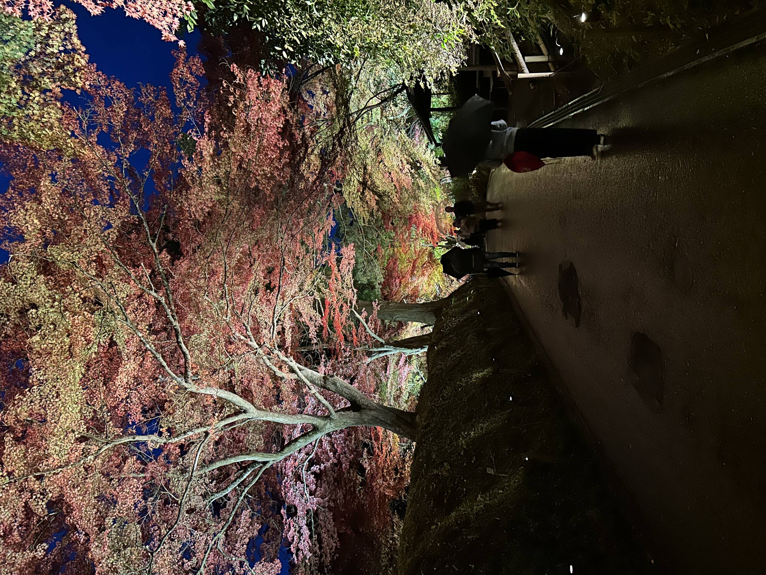 Fall Leave illumination in Hiraizumi