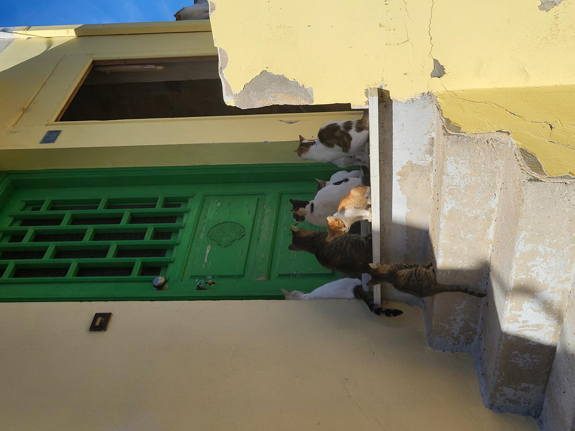 The local cats of Chios!