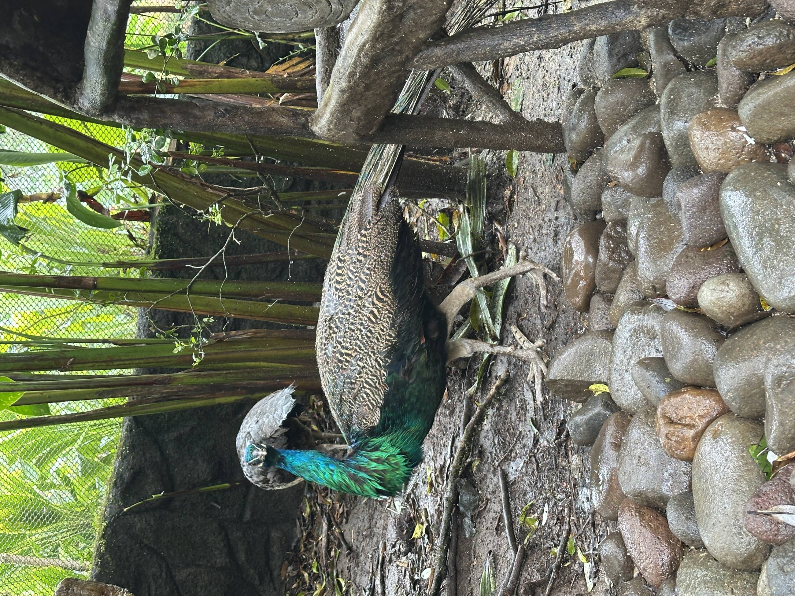 He looked right at me! Parque La Paz 