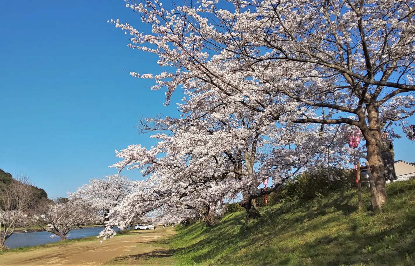 Sakura 