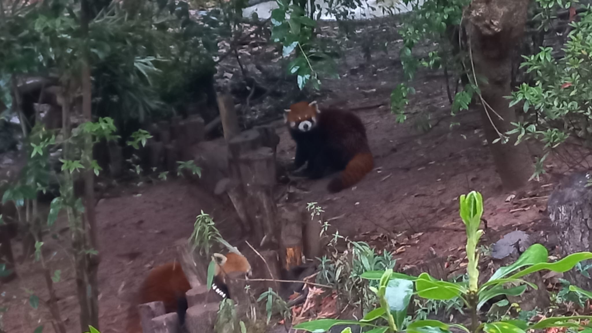 Panda zoo