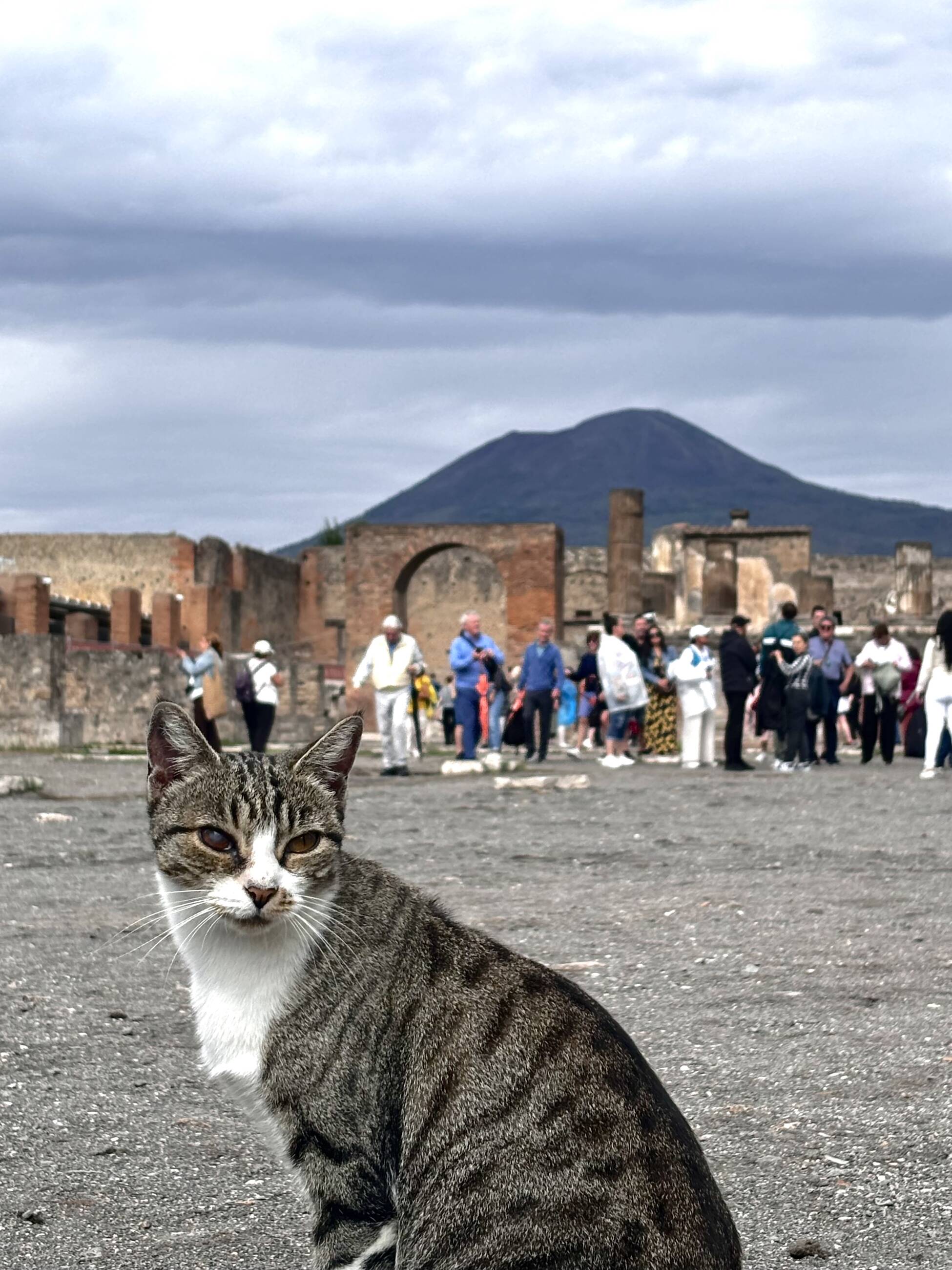 Pompeii Cat