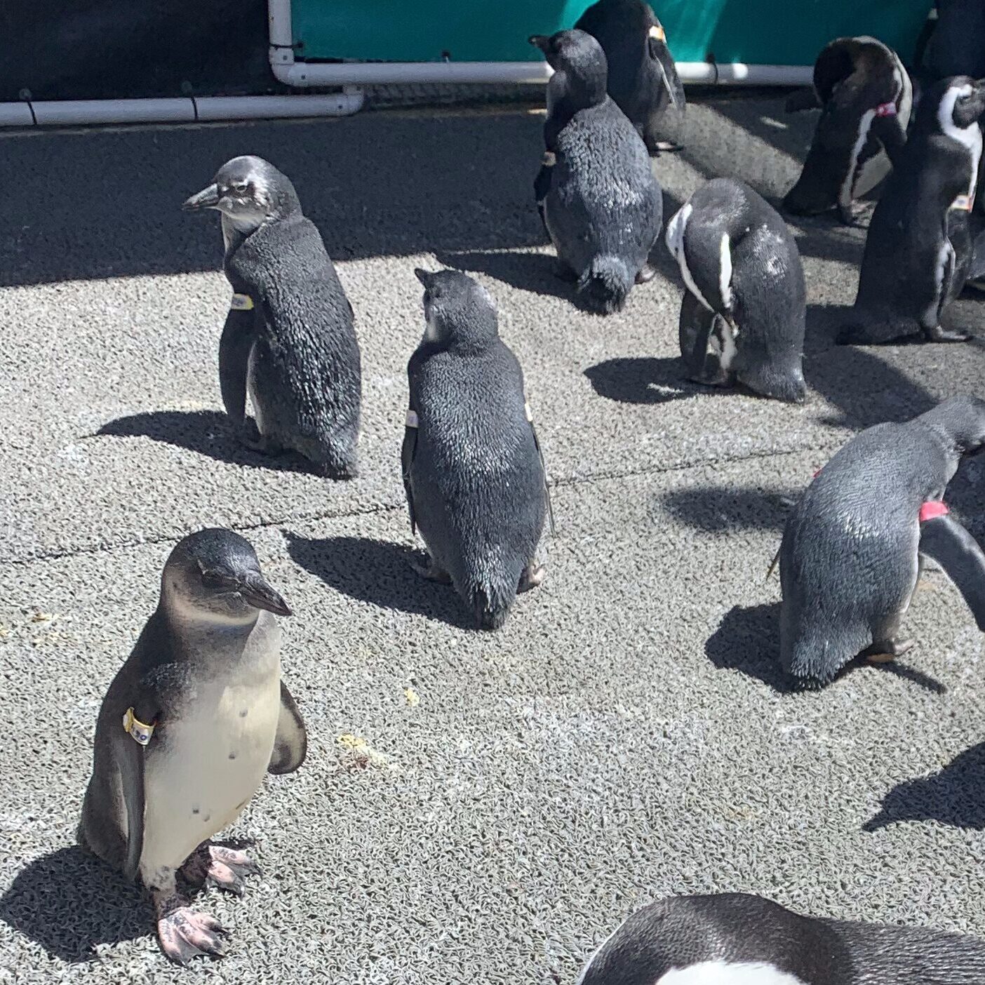 African Penguins 