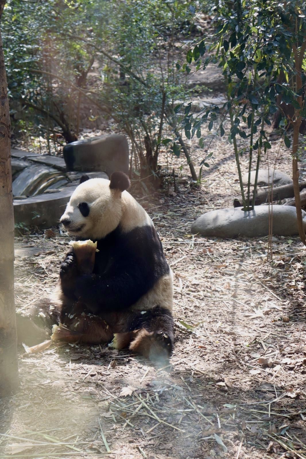 Panda in the Chengdu Research Base of Giant Panda Breeding 