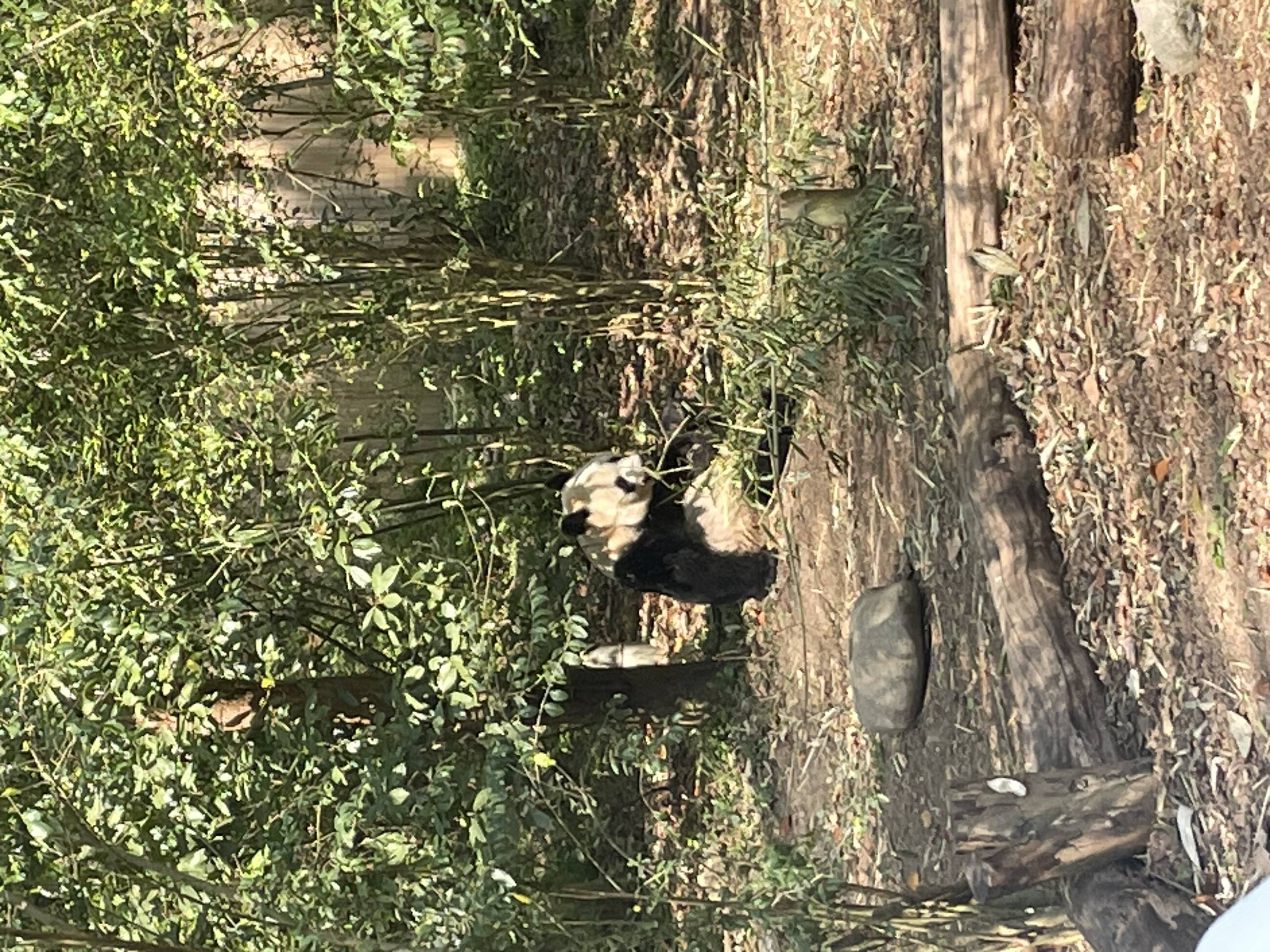 Visit at the Panda base research