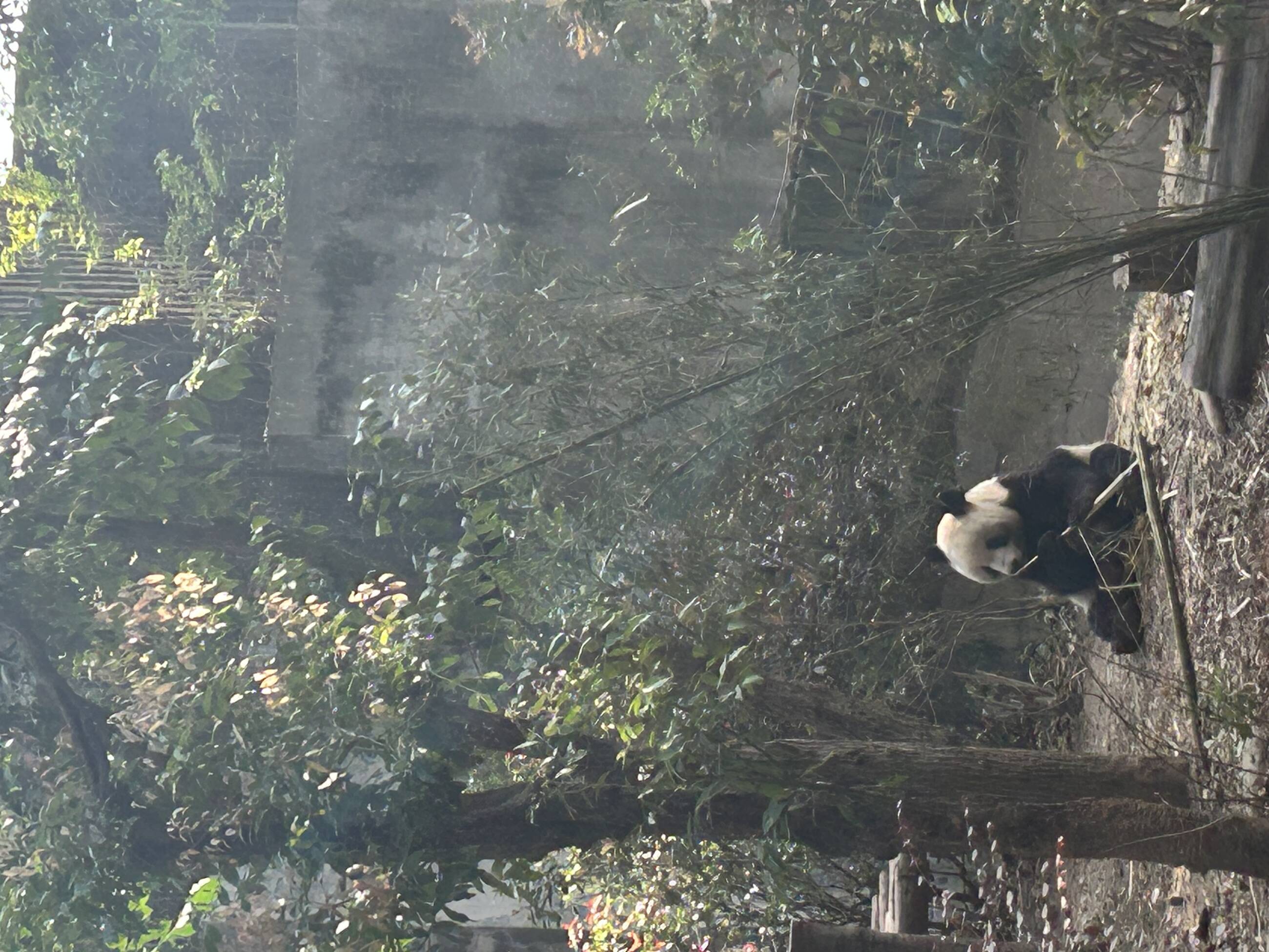 Panda gigante 