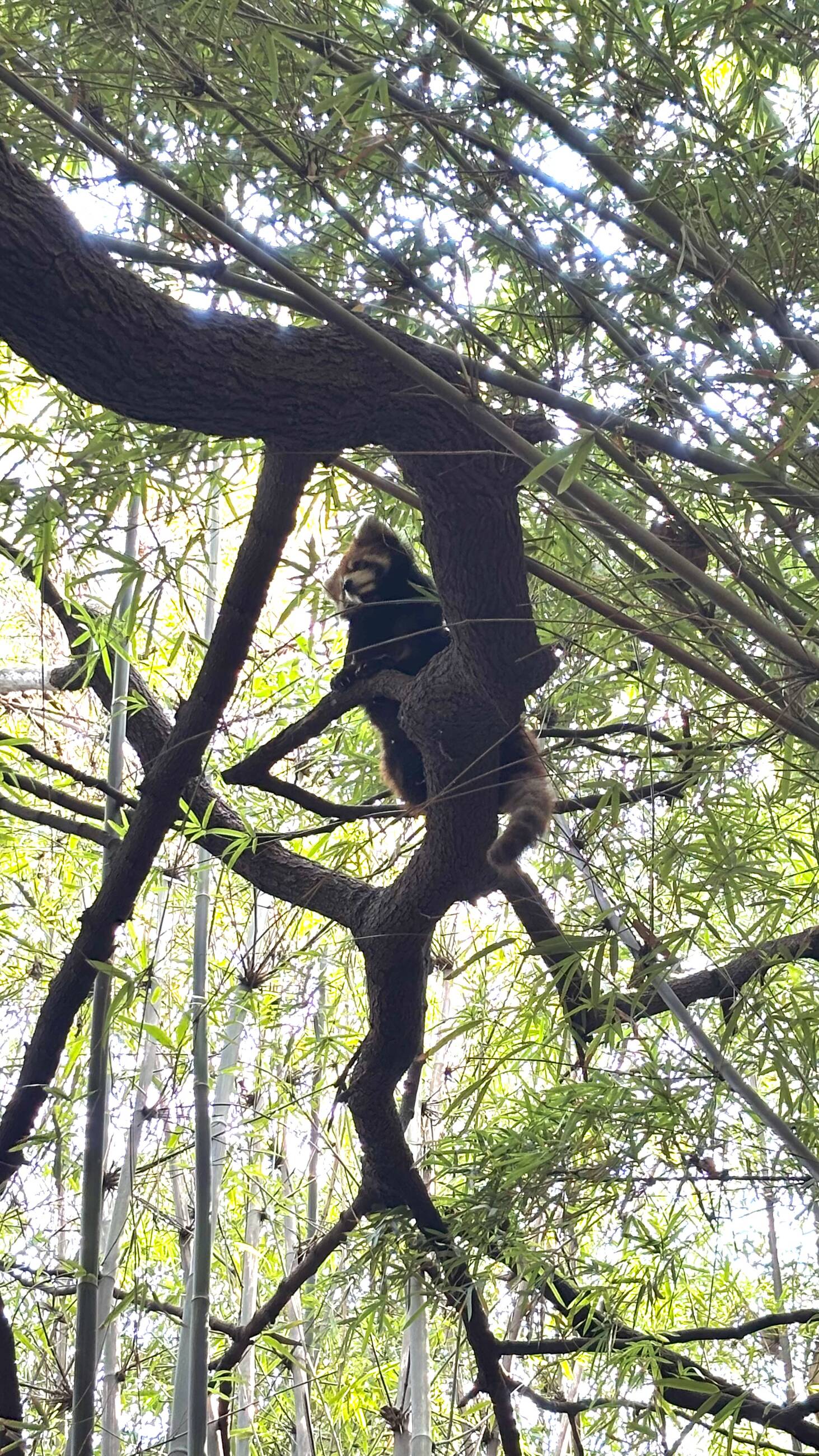 this is the red panda