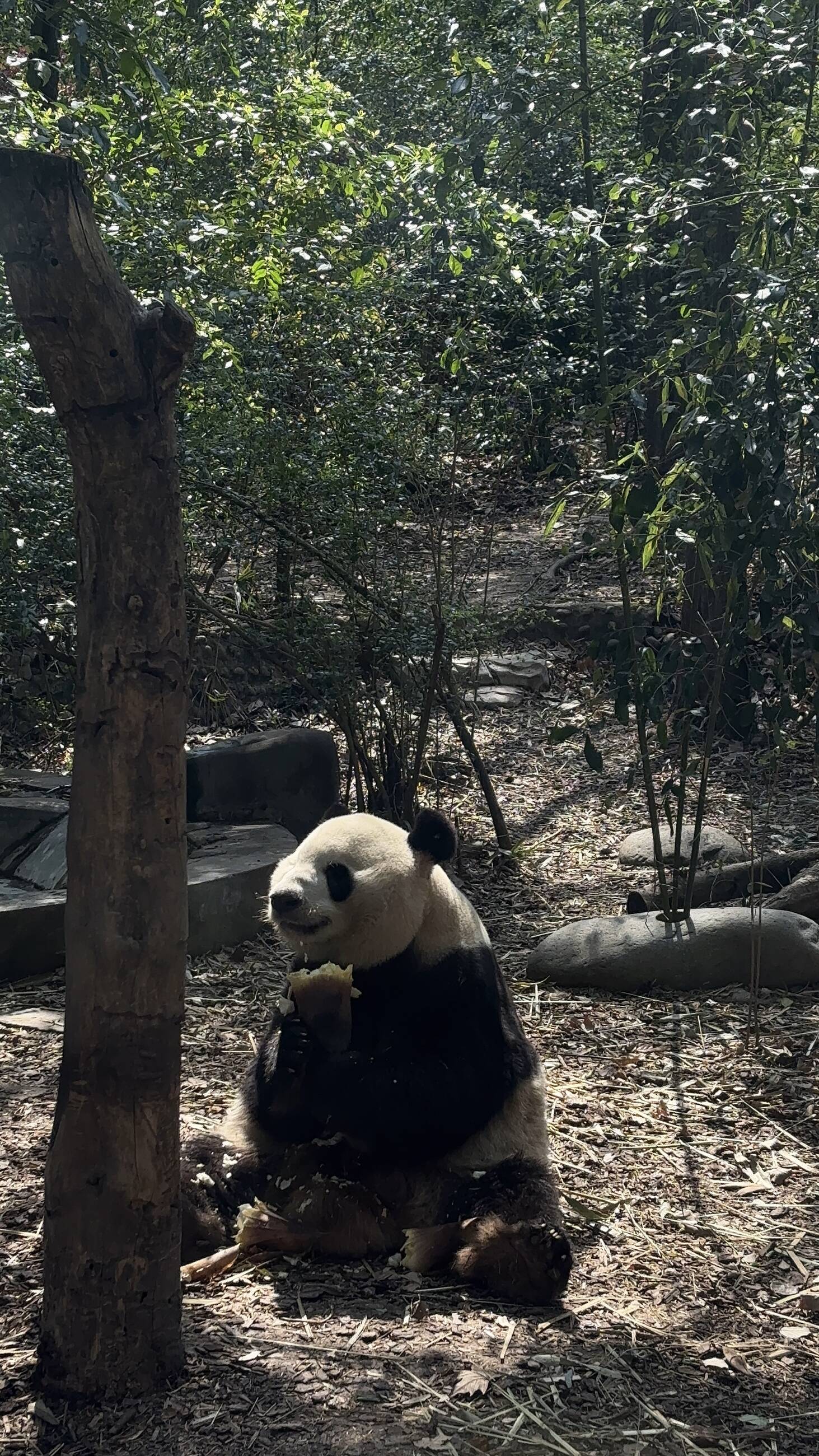 panda