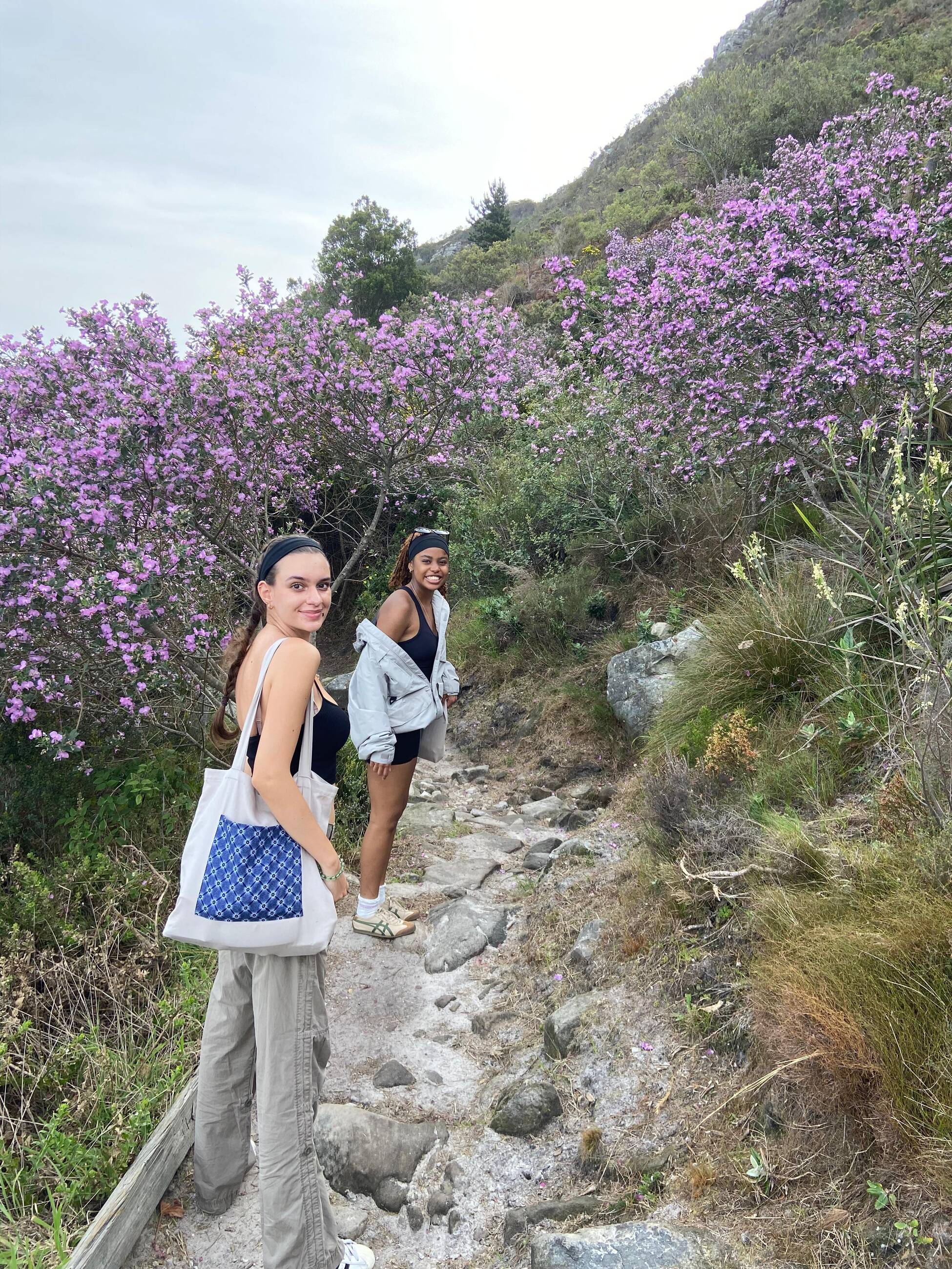 Jacaranda Trees