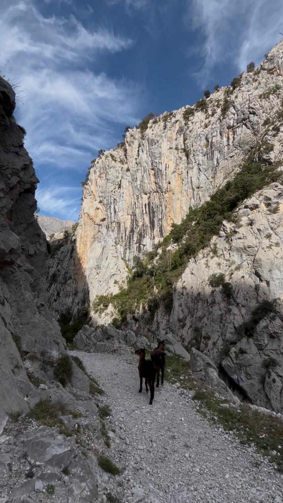 Picos de Europa #2