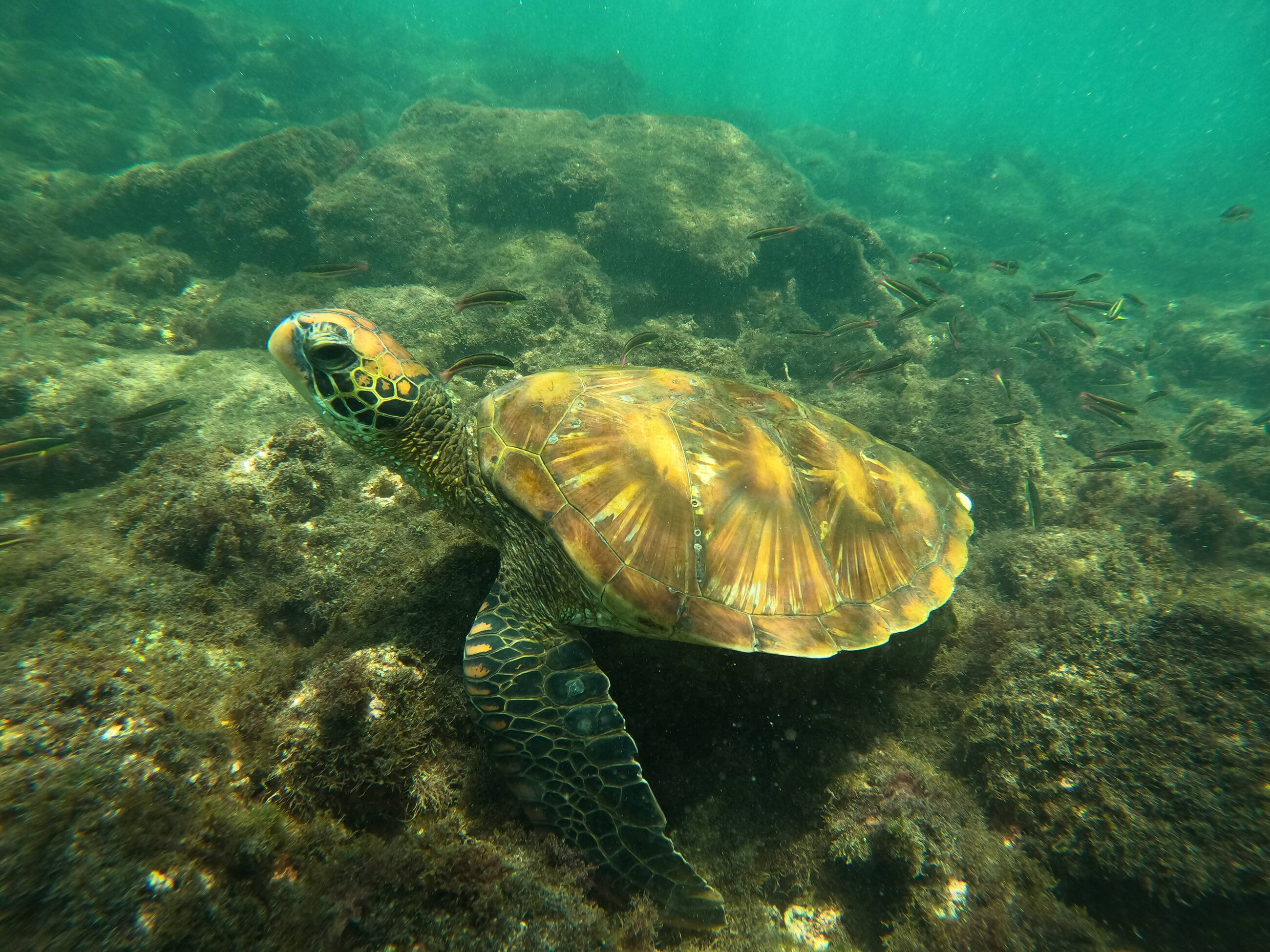 Sea Turtle