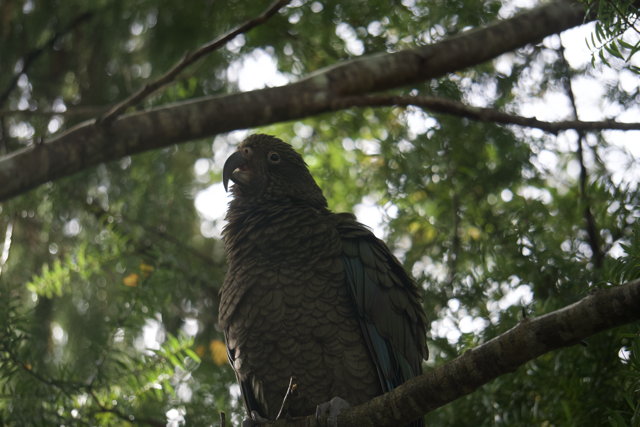 Kea found at Milford Sound