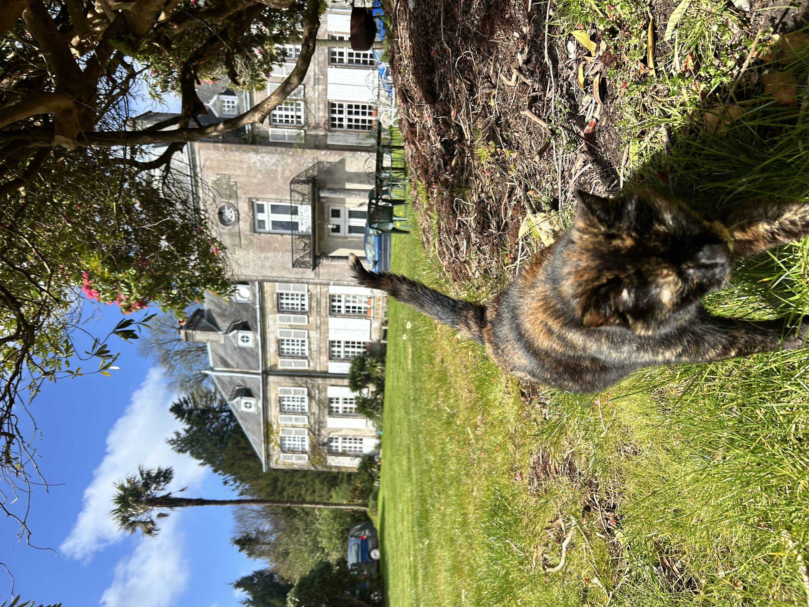 The friendly cat in front of the Berridge building