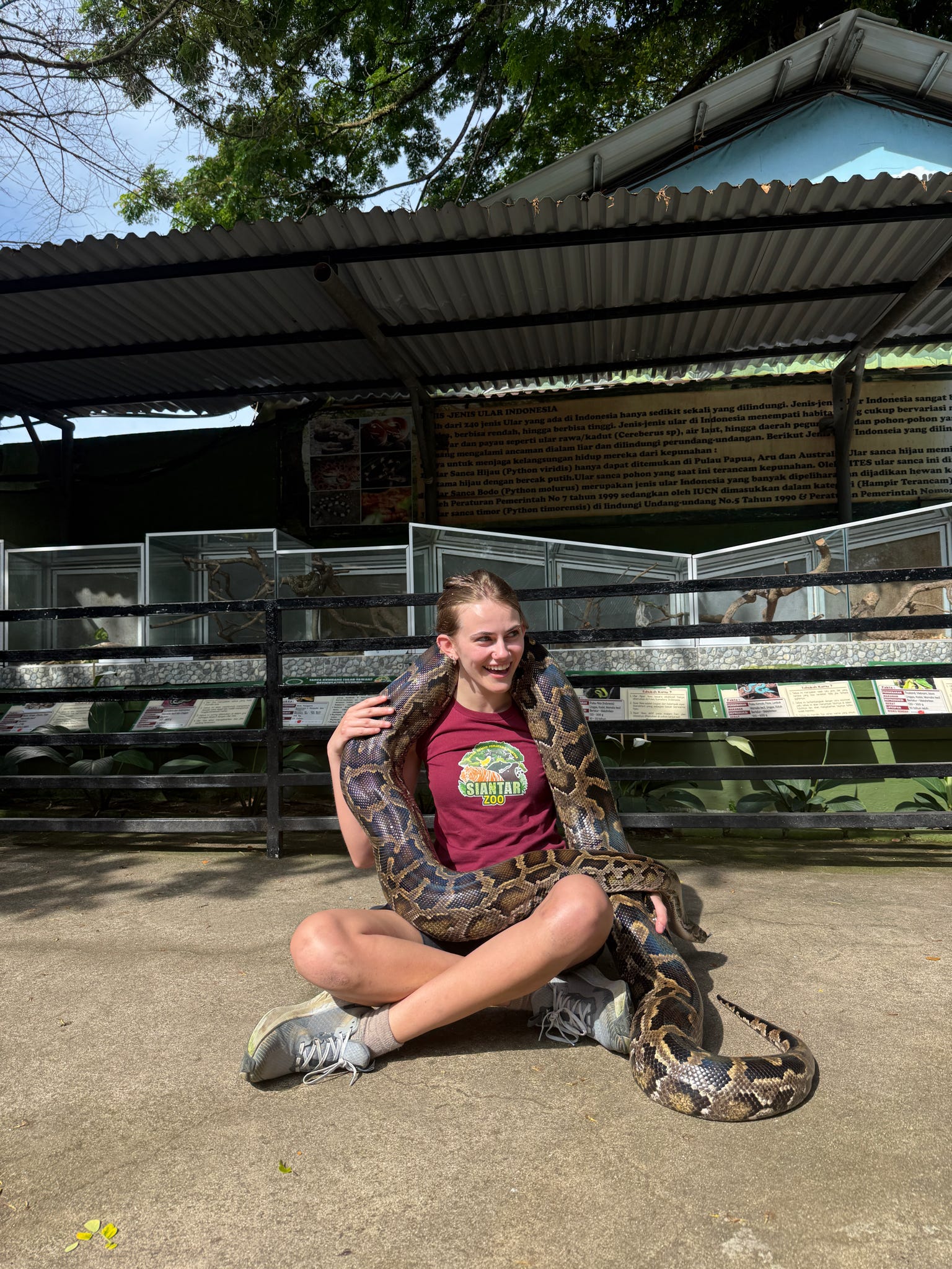 Sientar snake