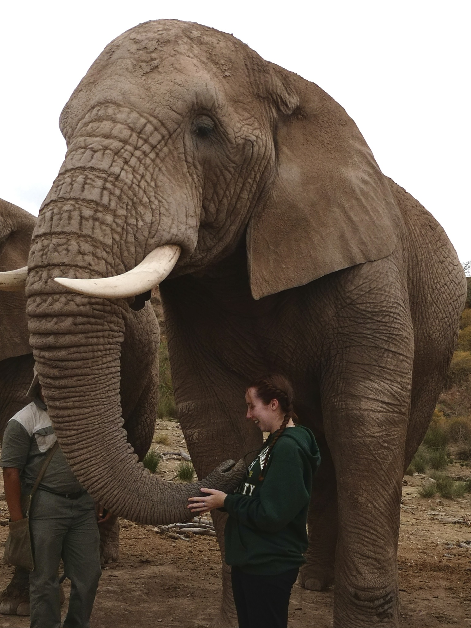 Walking with the big giants