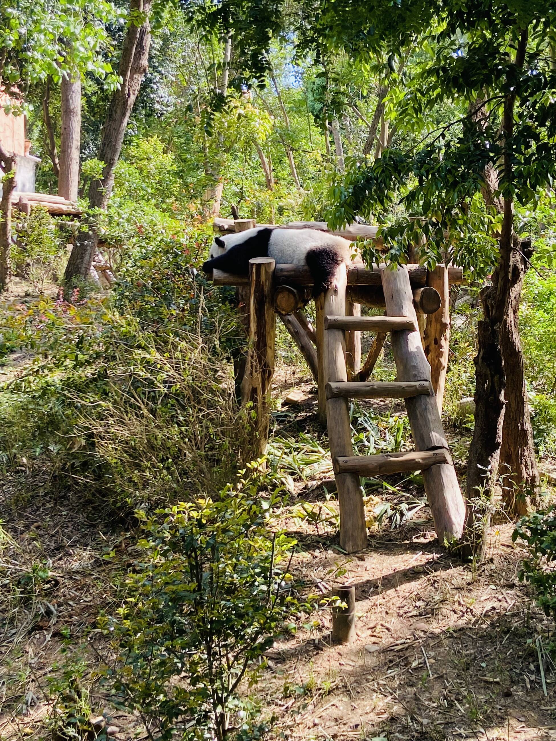 riserva naturale dei panda