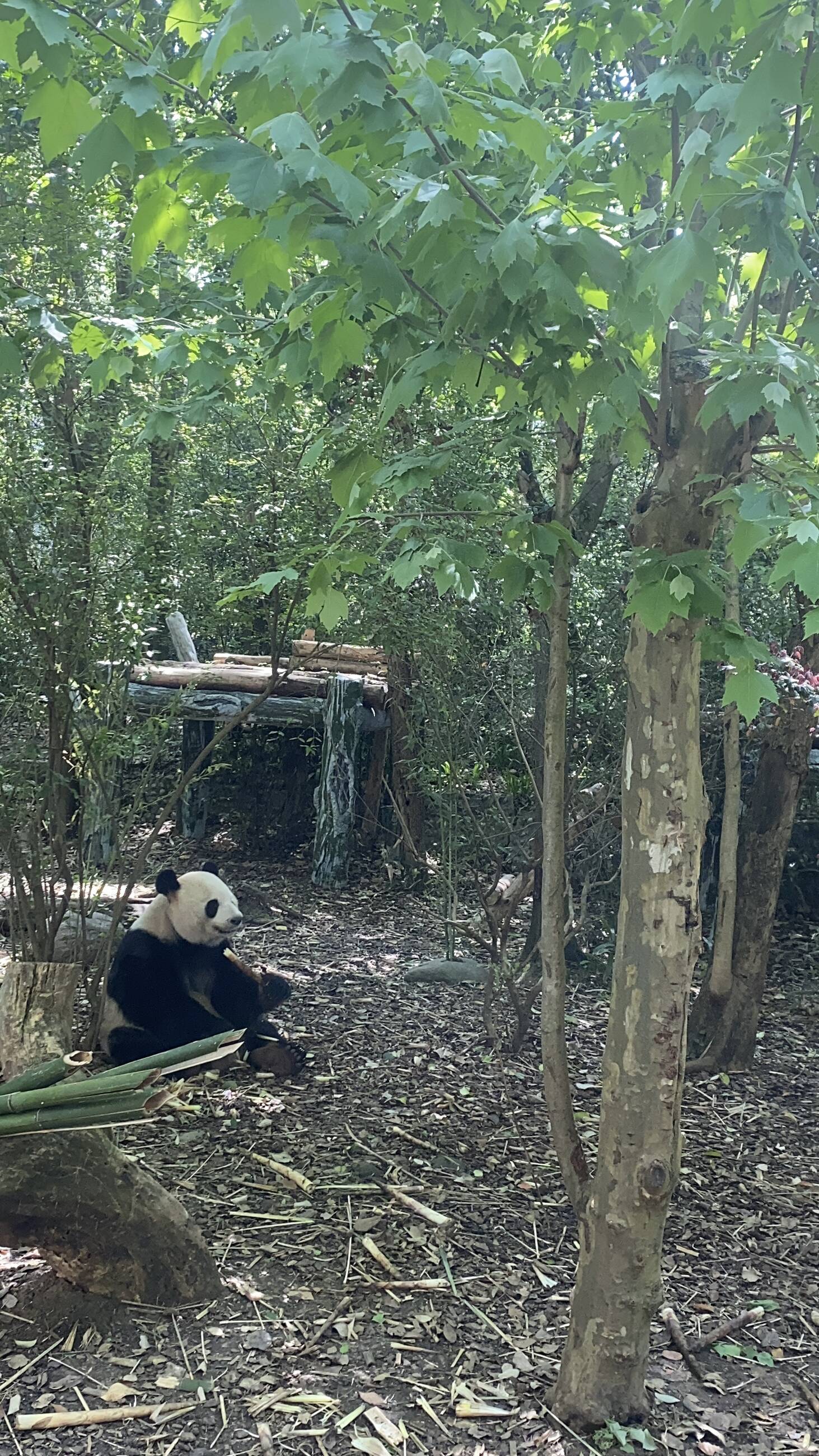 Panda