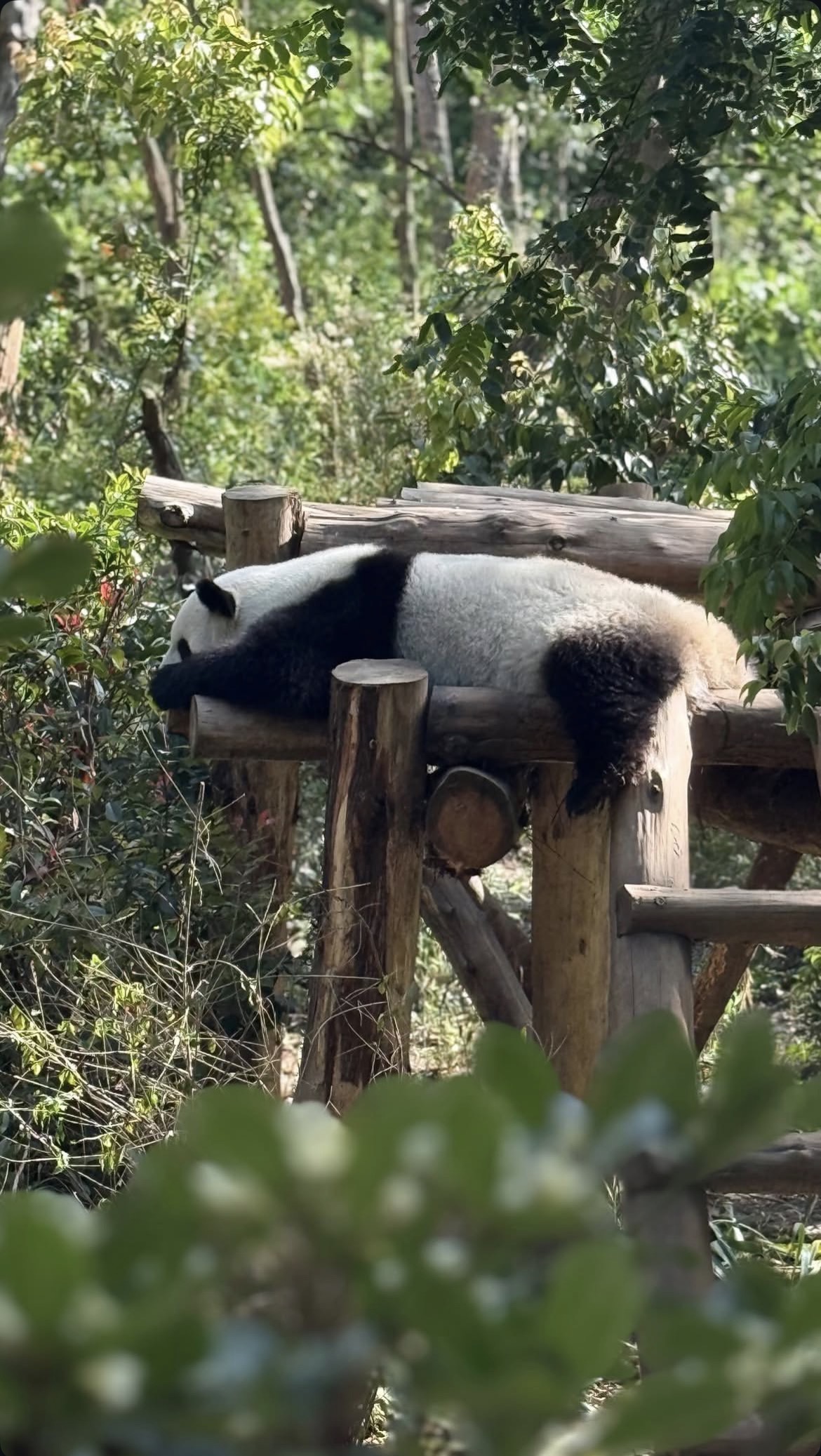riserva naturale dei panda 