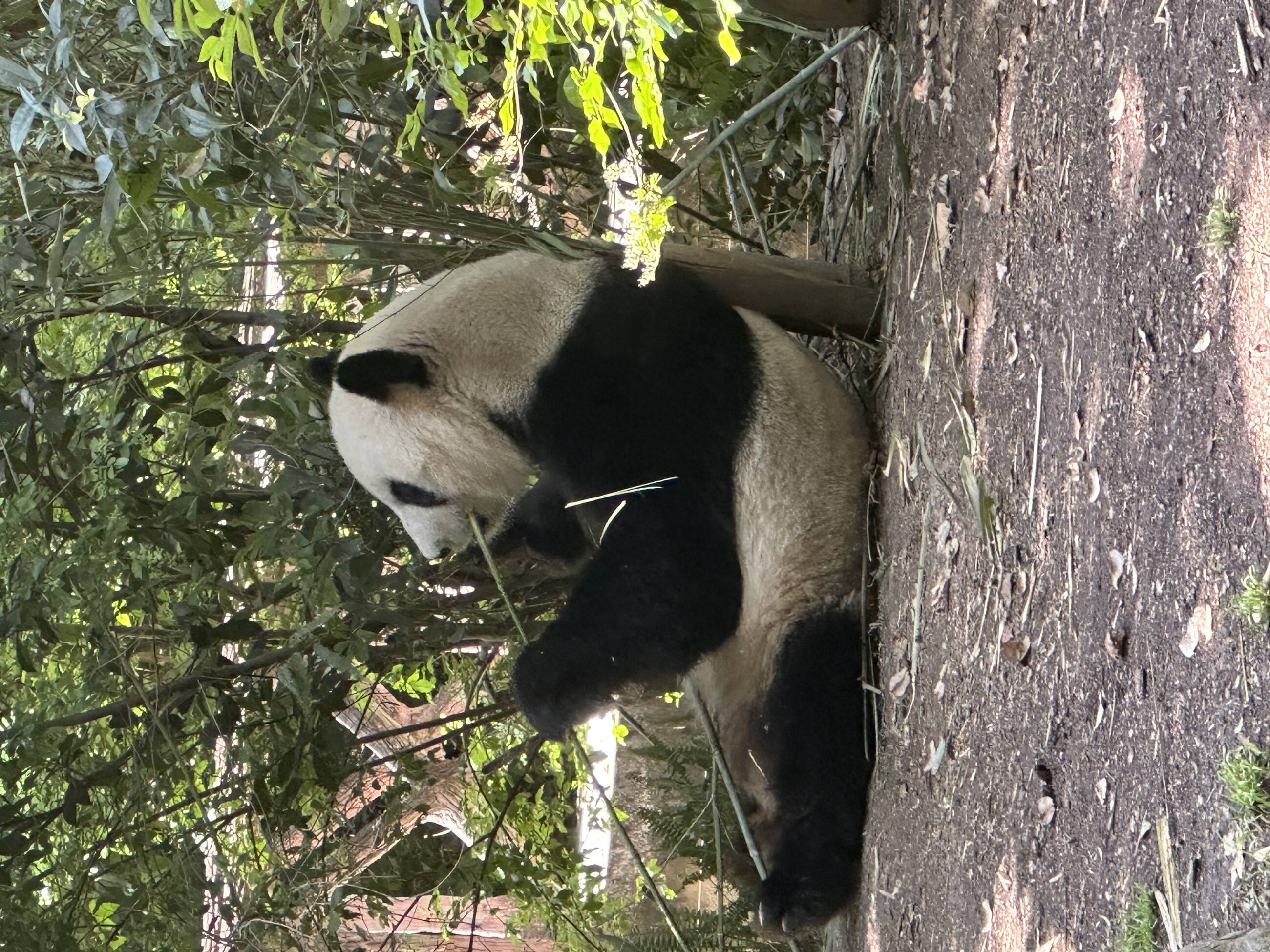 Riserva Dei Panda