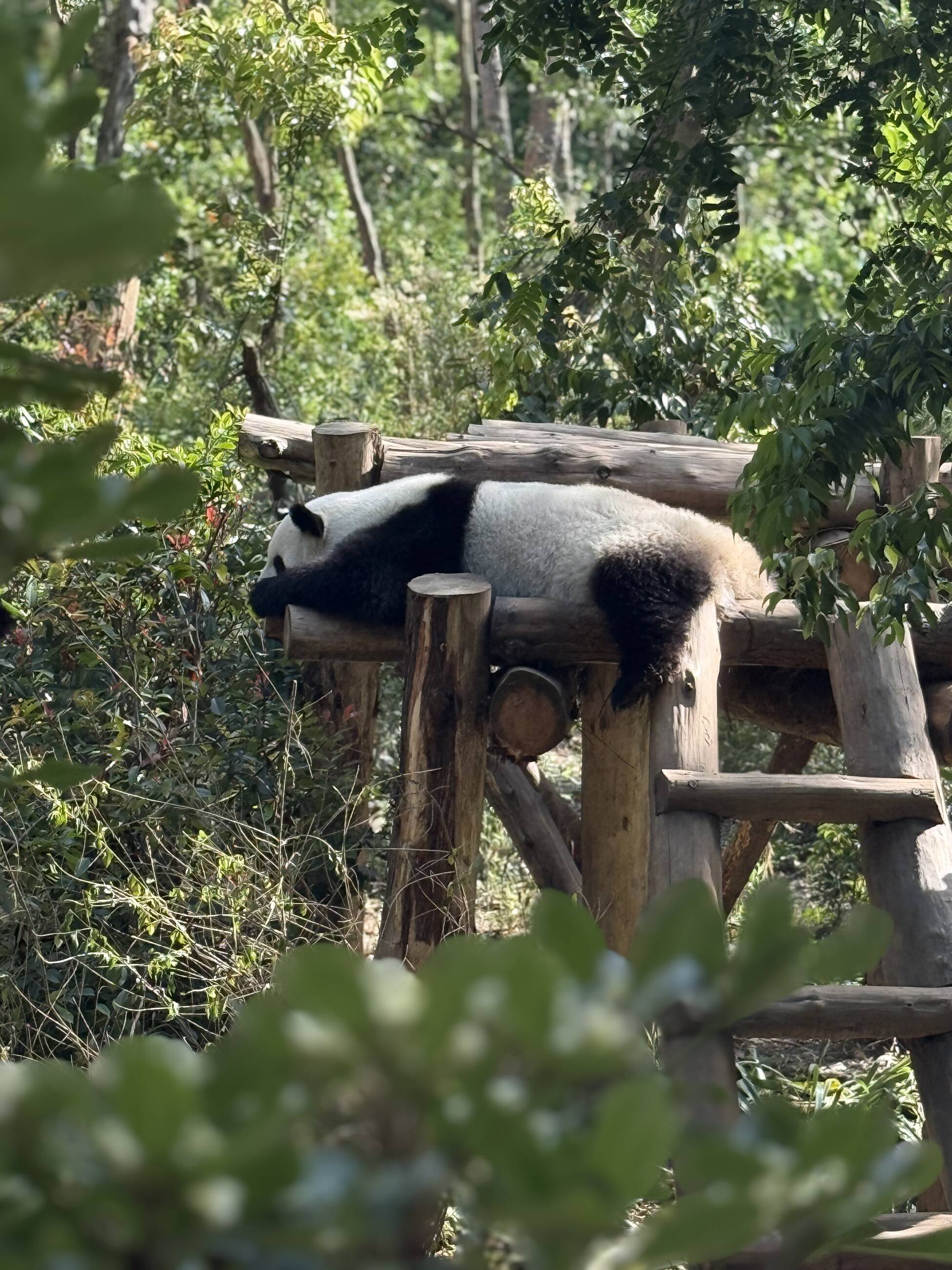 durante l’escursione al parco dei panda