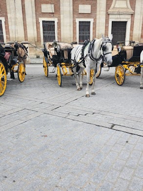Seeing horse carriages around Sevilla made the city feel even more unique and full of culture