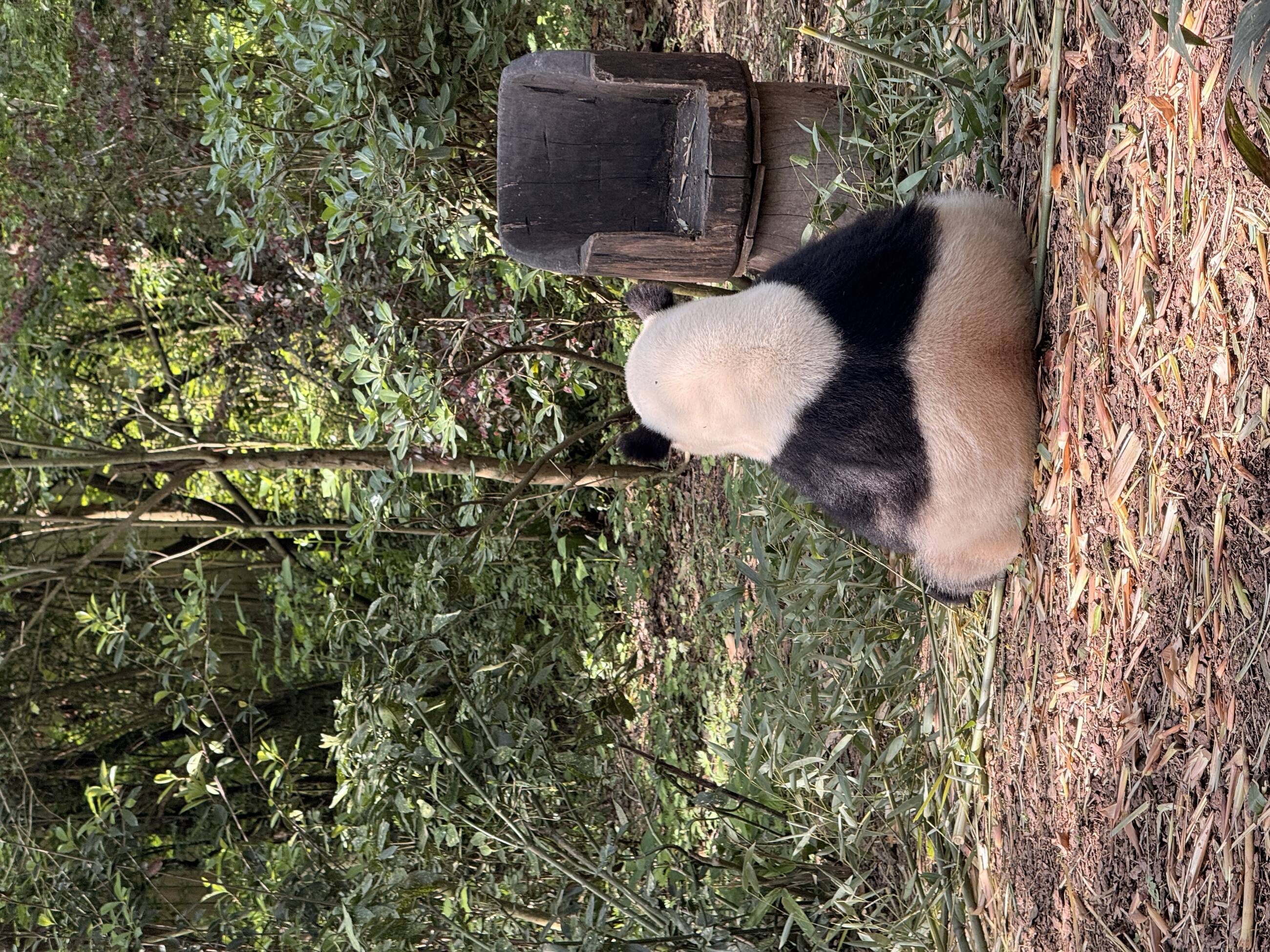 Panda Research Site